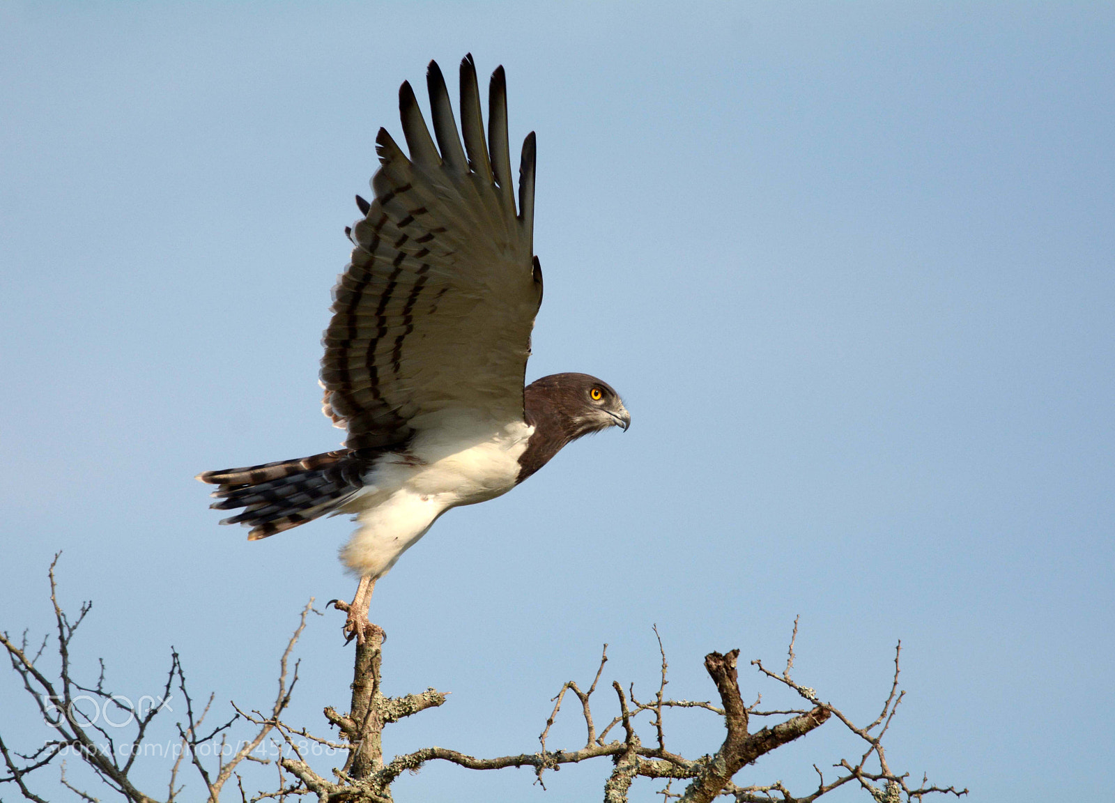 Nikon D7100 sample photo. Black chested snake eagle photography