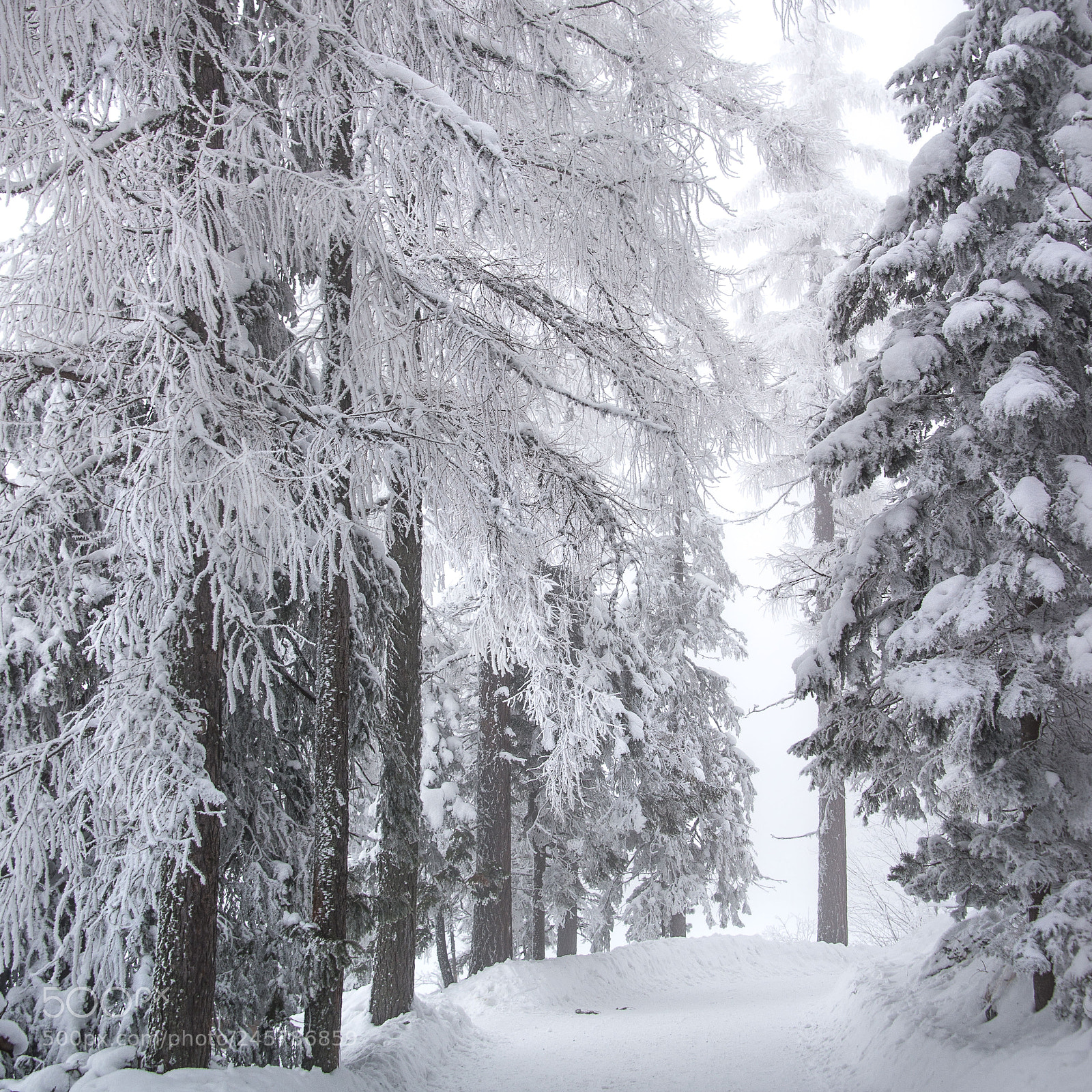 Nikon D610 sample photo. High tatras in winter photography