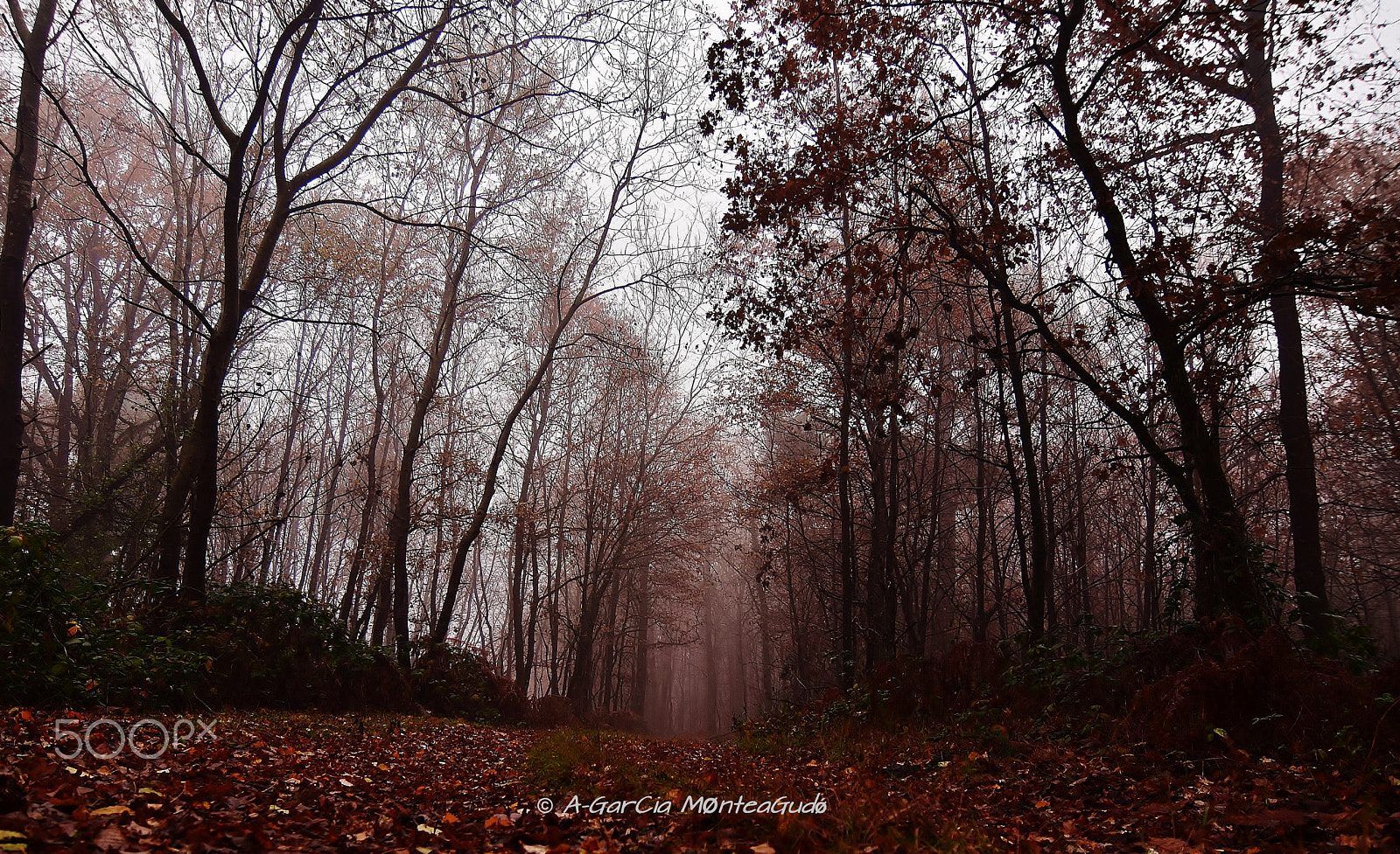 Nikon D3300 + Tokina AT-X Pro 12-24mm F4 (IF) DX sample photo. Niebla en el bosque photography