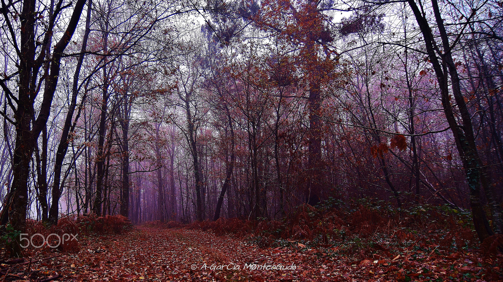 Nikon D3300 + Tokina AT-X Pro 12-24mm F4 (IF) DX sample photo. Niebla en el bosque photography