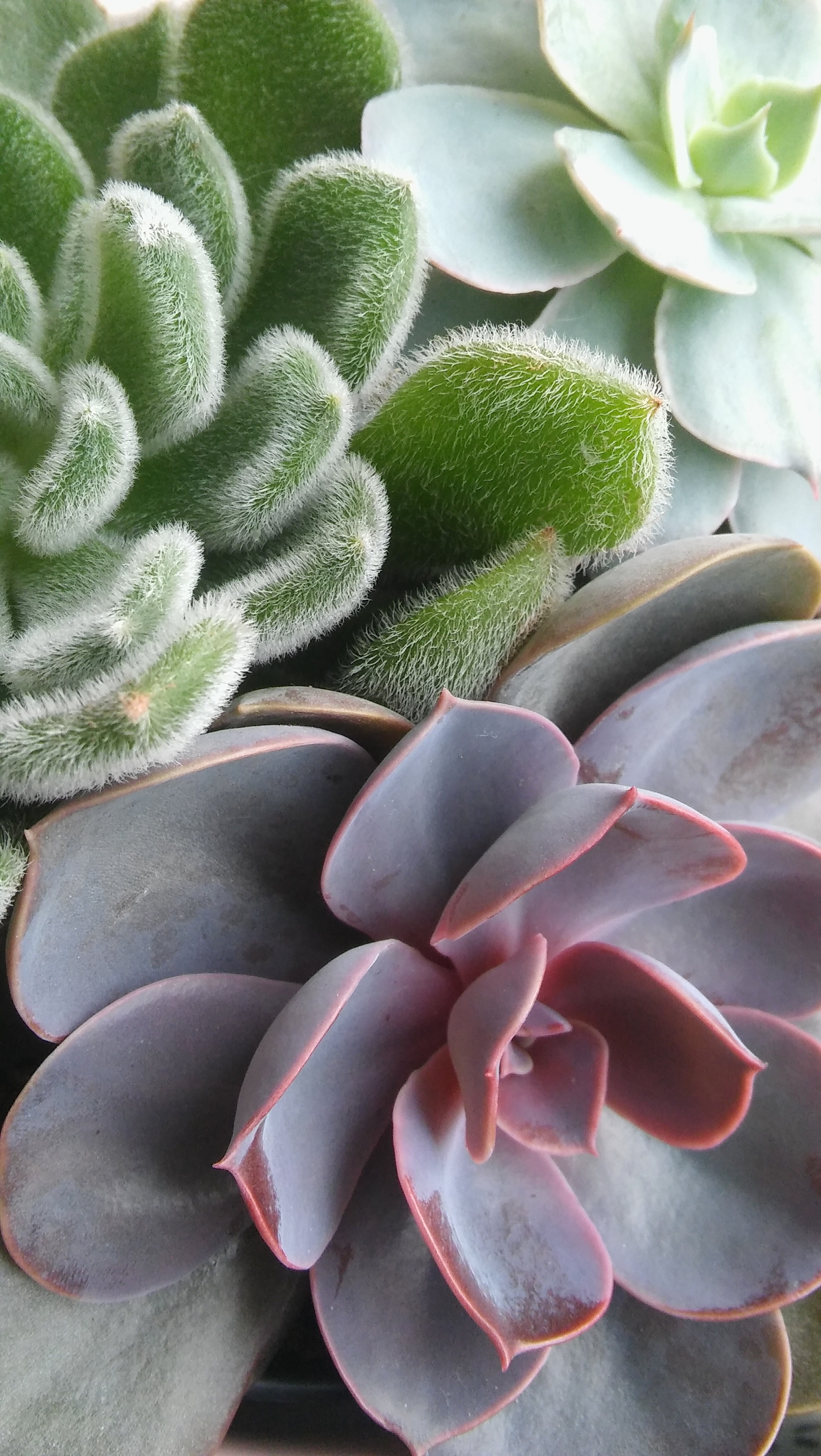 LG G4C sample photo. Succulents photography