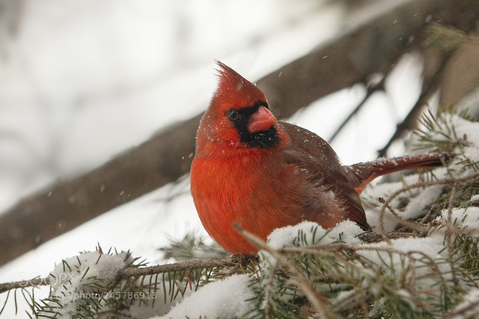Panasonic Lumix DC-G9 sample photo. The cardinal photography