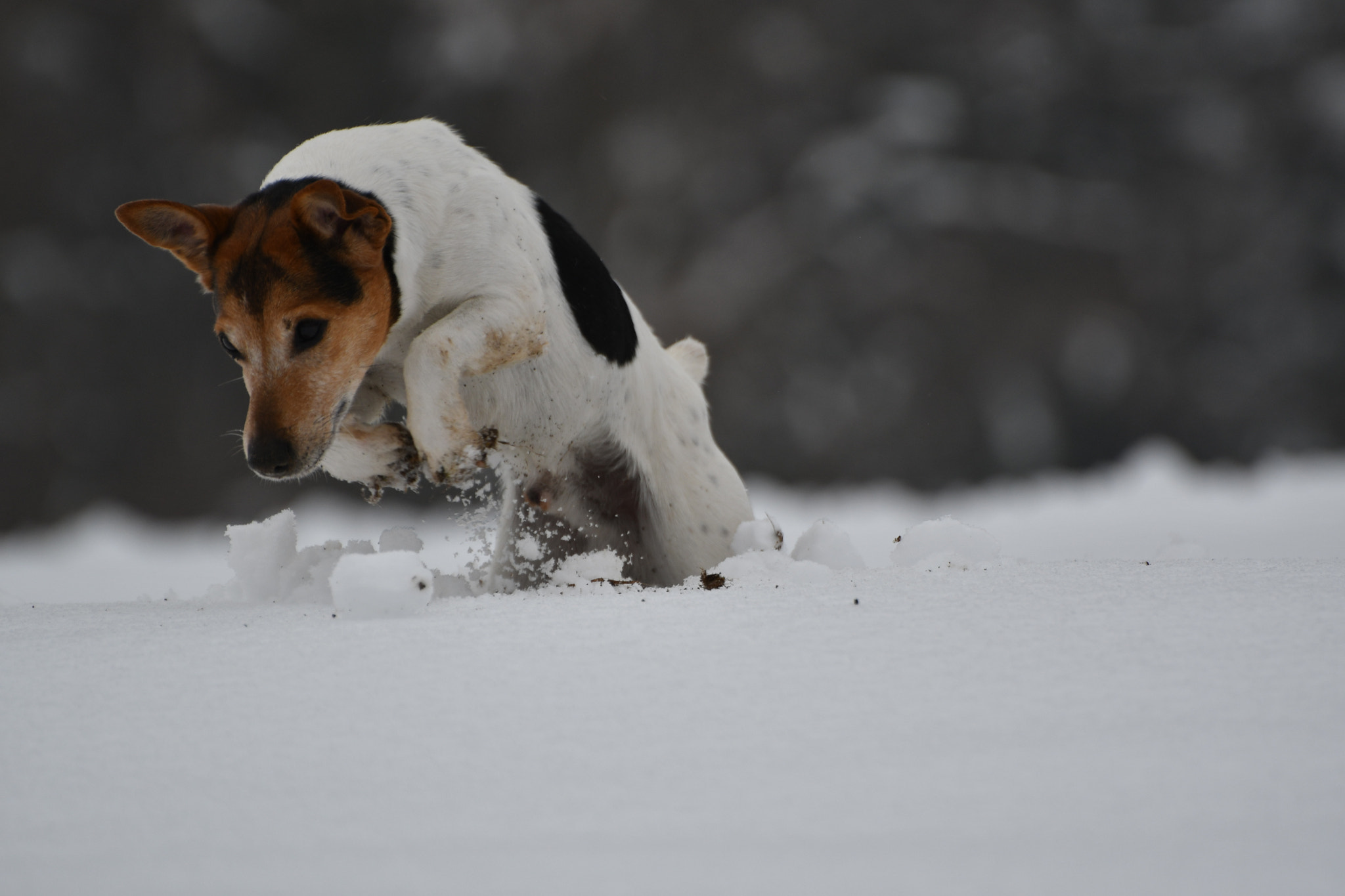 Nikon D500 sample photo