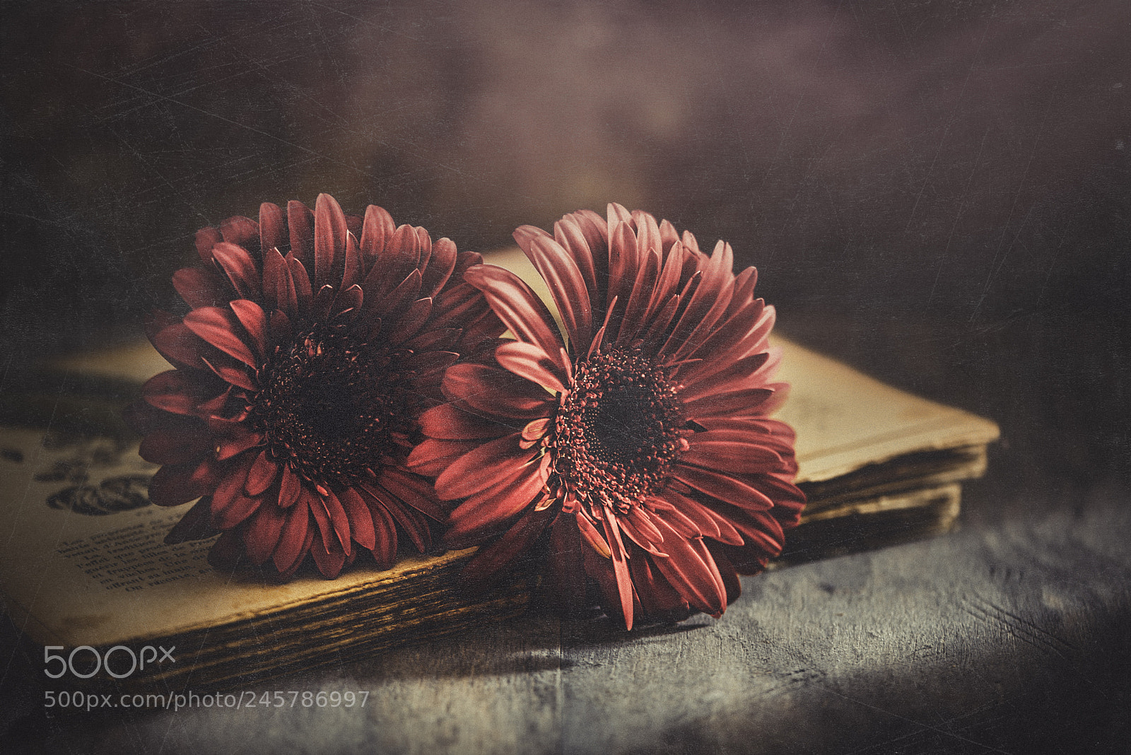 Nikon D600 sample photo. Vintage gerberas photography