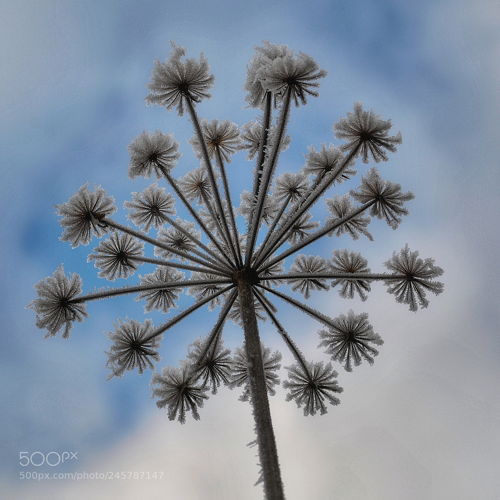 Nikon D3000 sample photo. Frosted wild parsnip photography