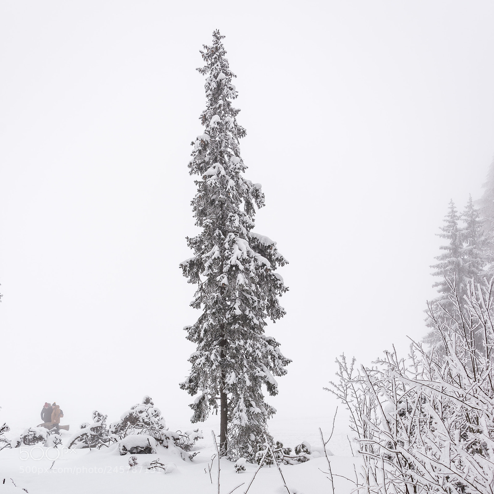 Nikon D610 sample photo. High tatras snow nature photography