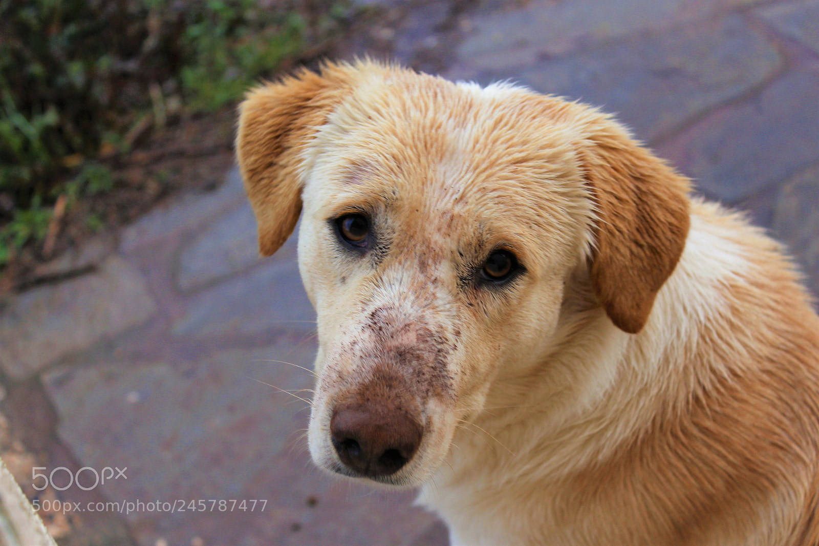 Canon EOS 700D (EOS Rebel T5i / EOS Kiss X7i) sample photo. Who's a good boy! photography