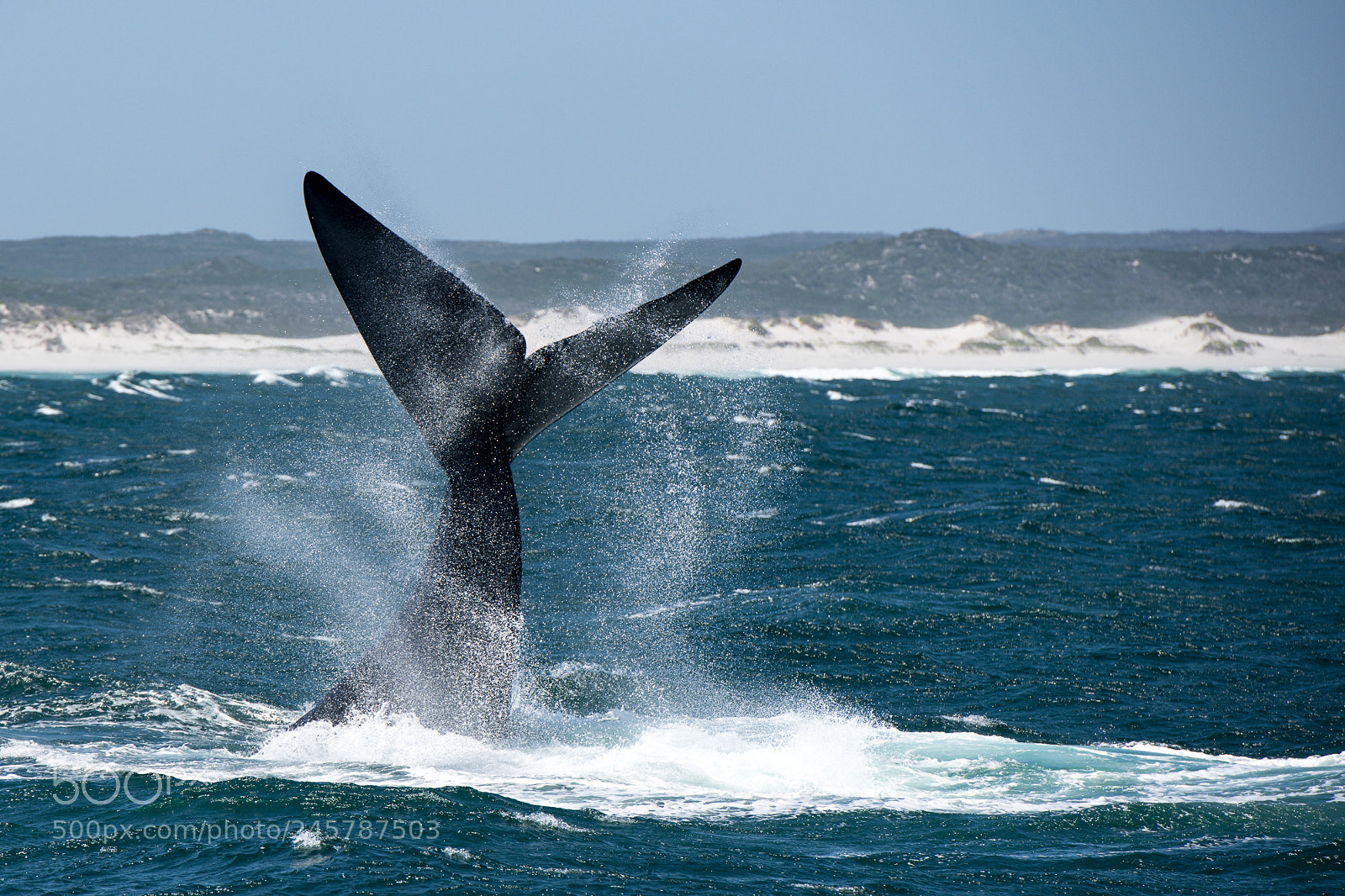 Nikon D850 sample photo. Tail acting photography