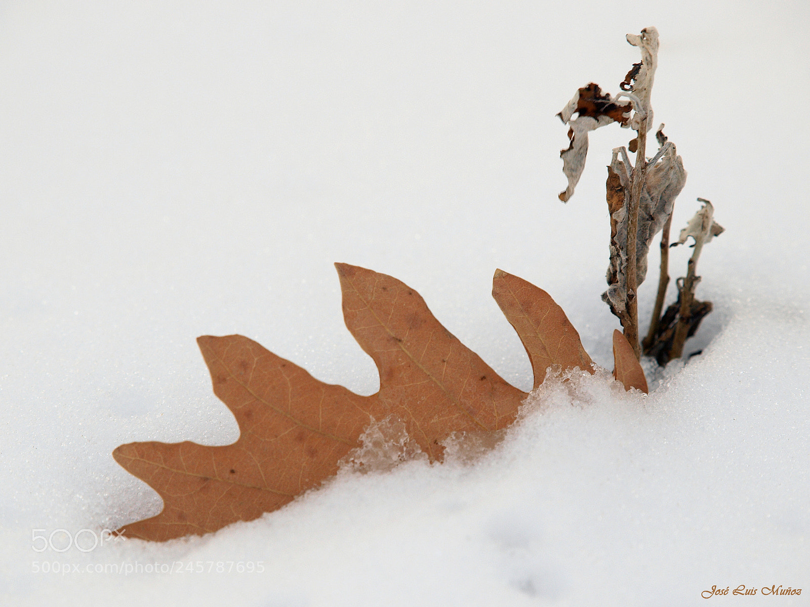 Olympus E-3 sample photo. Hoja en la nieve photography