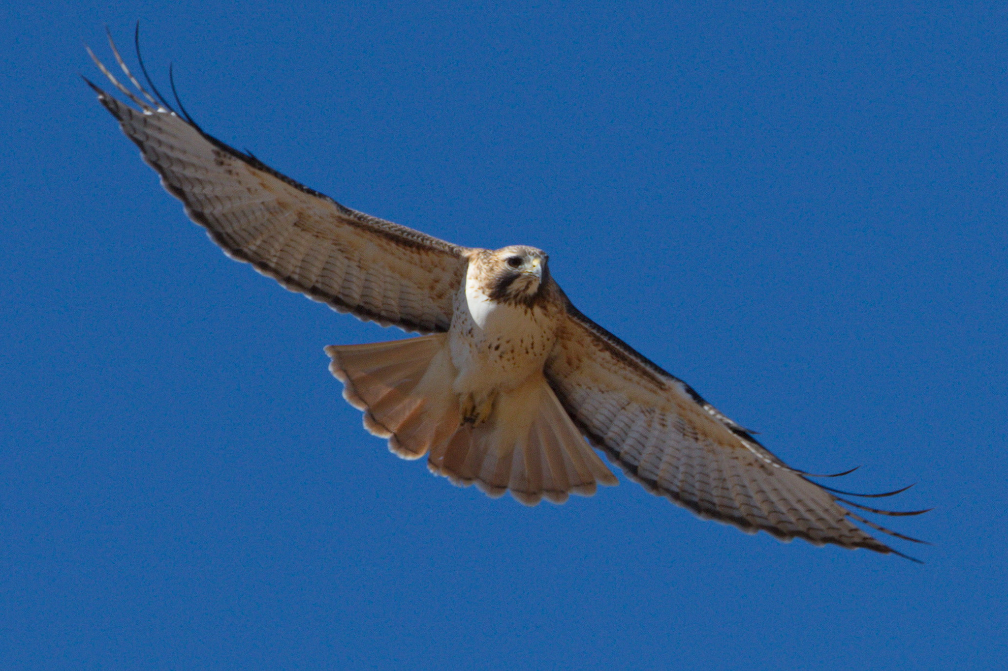 Canon EF 70-200mm F2.8L IS II USM sample photo. Red tail hawk photography
