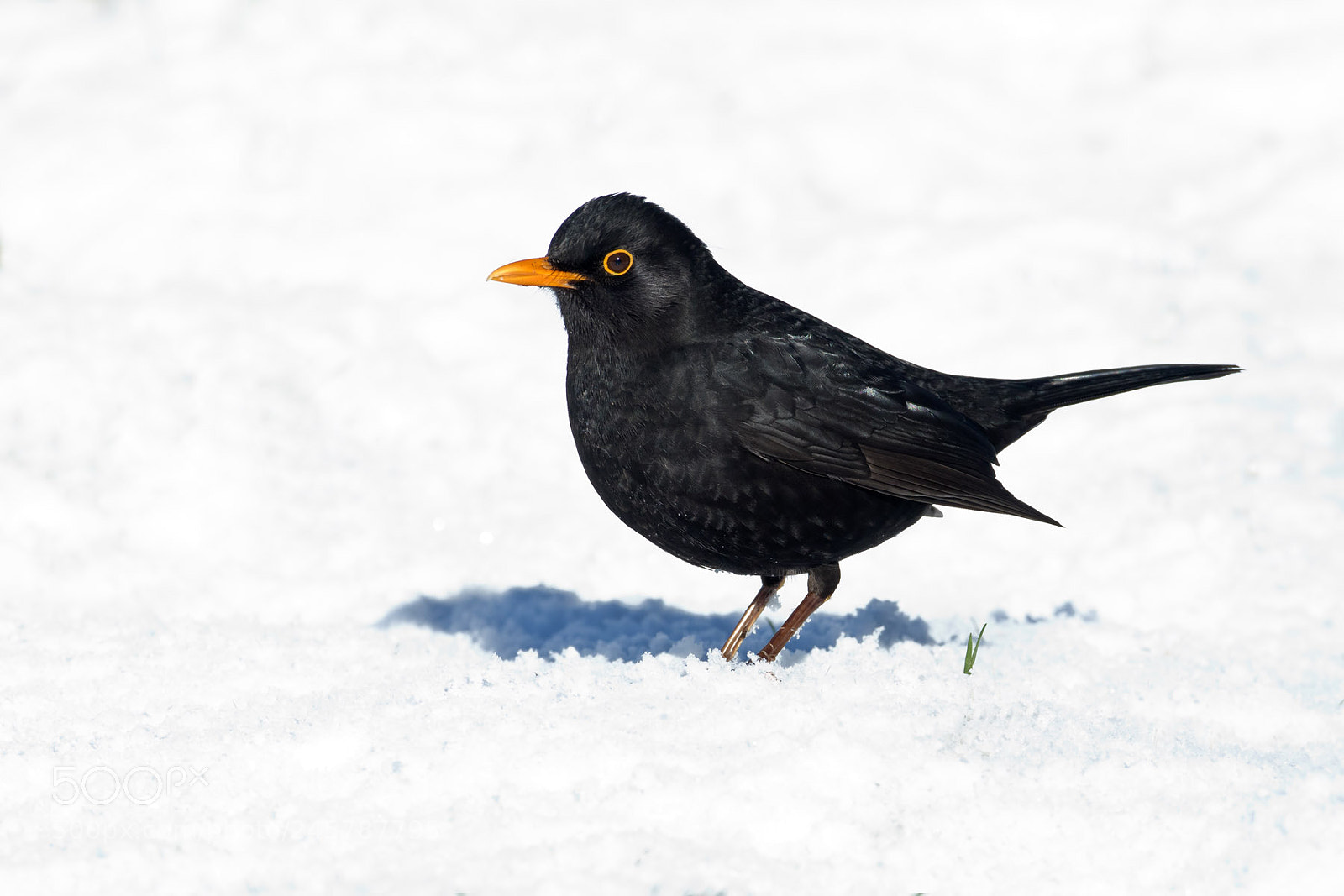 Canon EOS 7D Mark II sample photo. Blackbird in the snow photography
