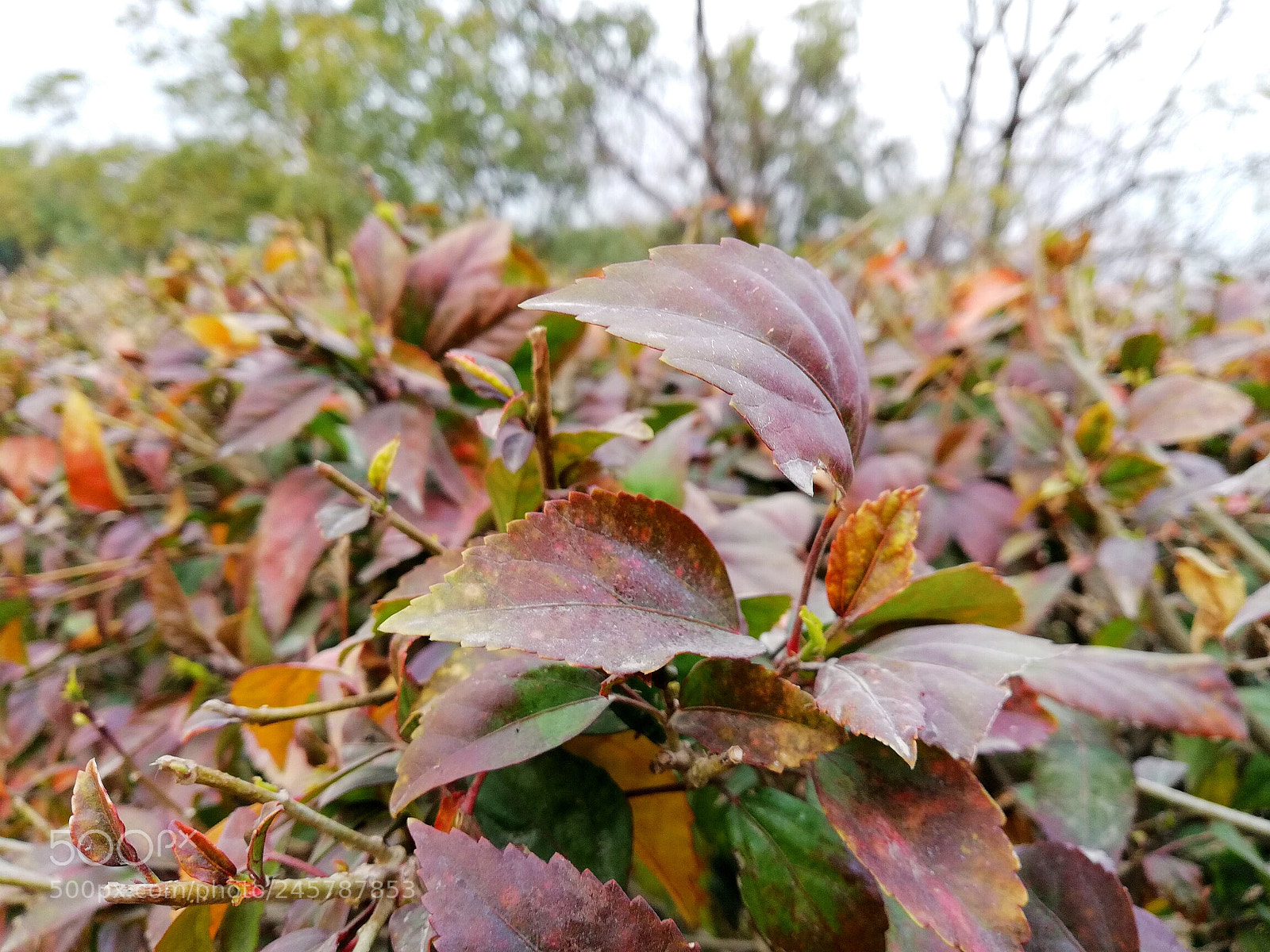 HUAWEI Mate 10 Lite sample photo. Colors of spring photography