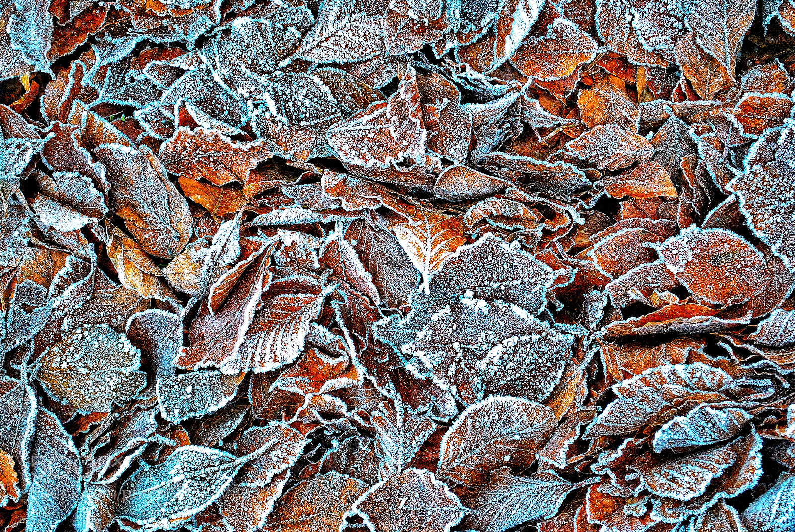 Nikon D3000 sample photo. Frosted leaves photography
