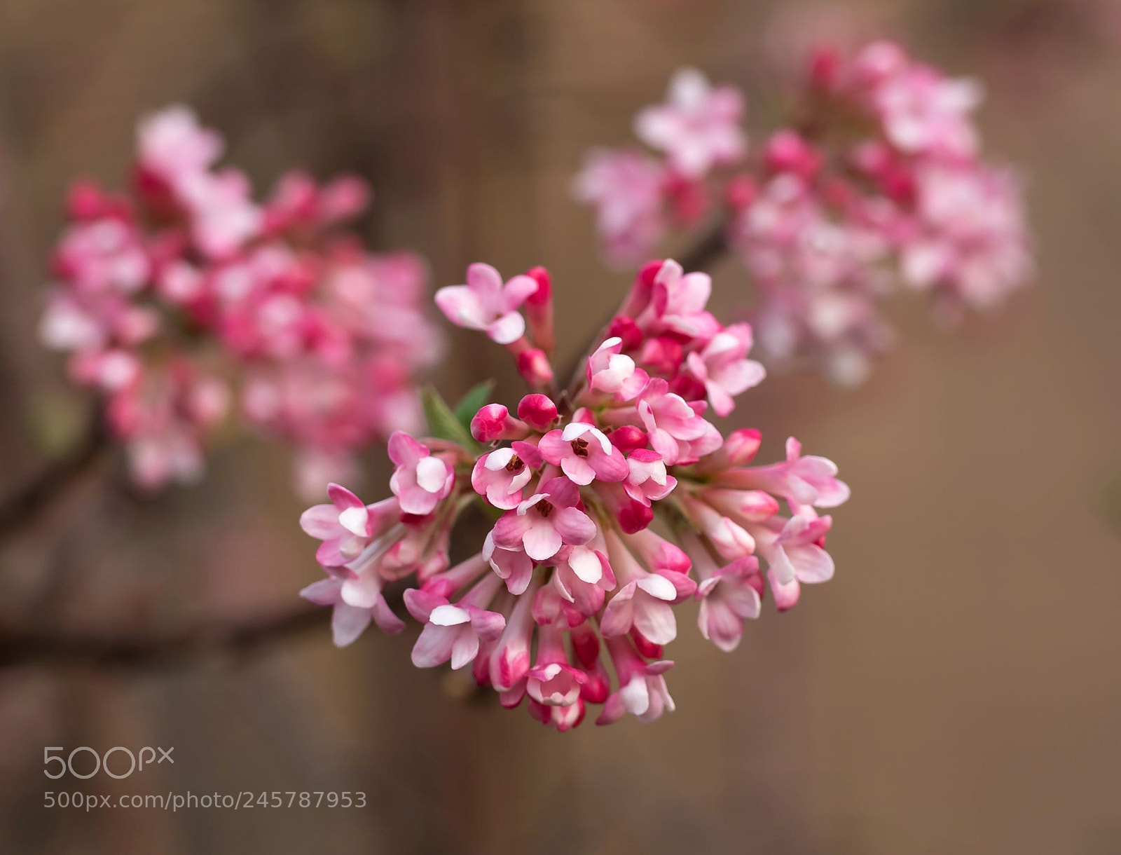 Olympus OM-D E-M1 sample photo. Early sign of spring photography