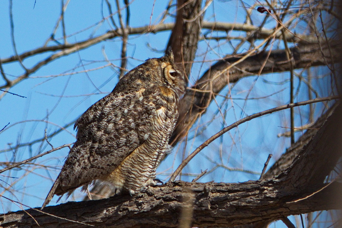 Canon EOS 7D Mark II + Canon EF 70-200mm F2.8L IS II USM sample photo. The great horned owl photography