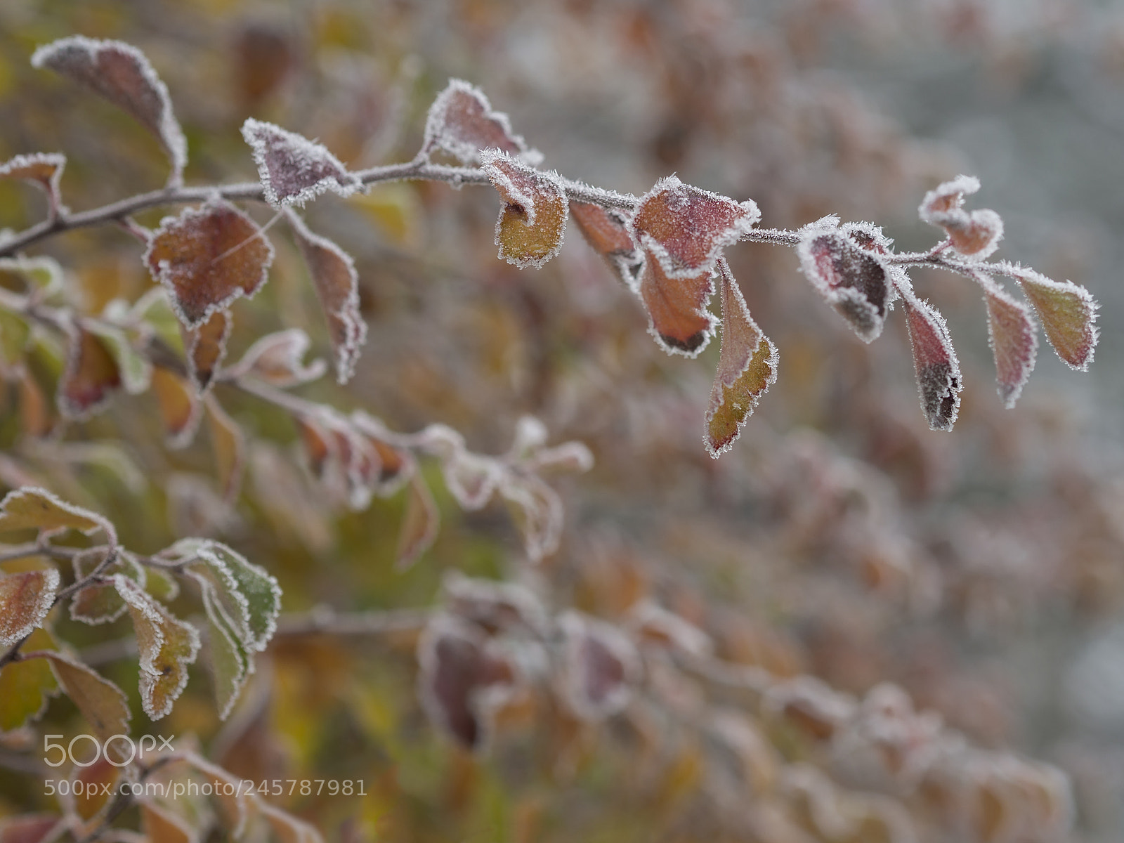 Olympus OM-D E-M10 sample photo. First frost - close photography