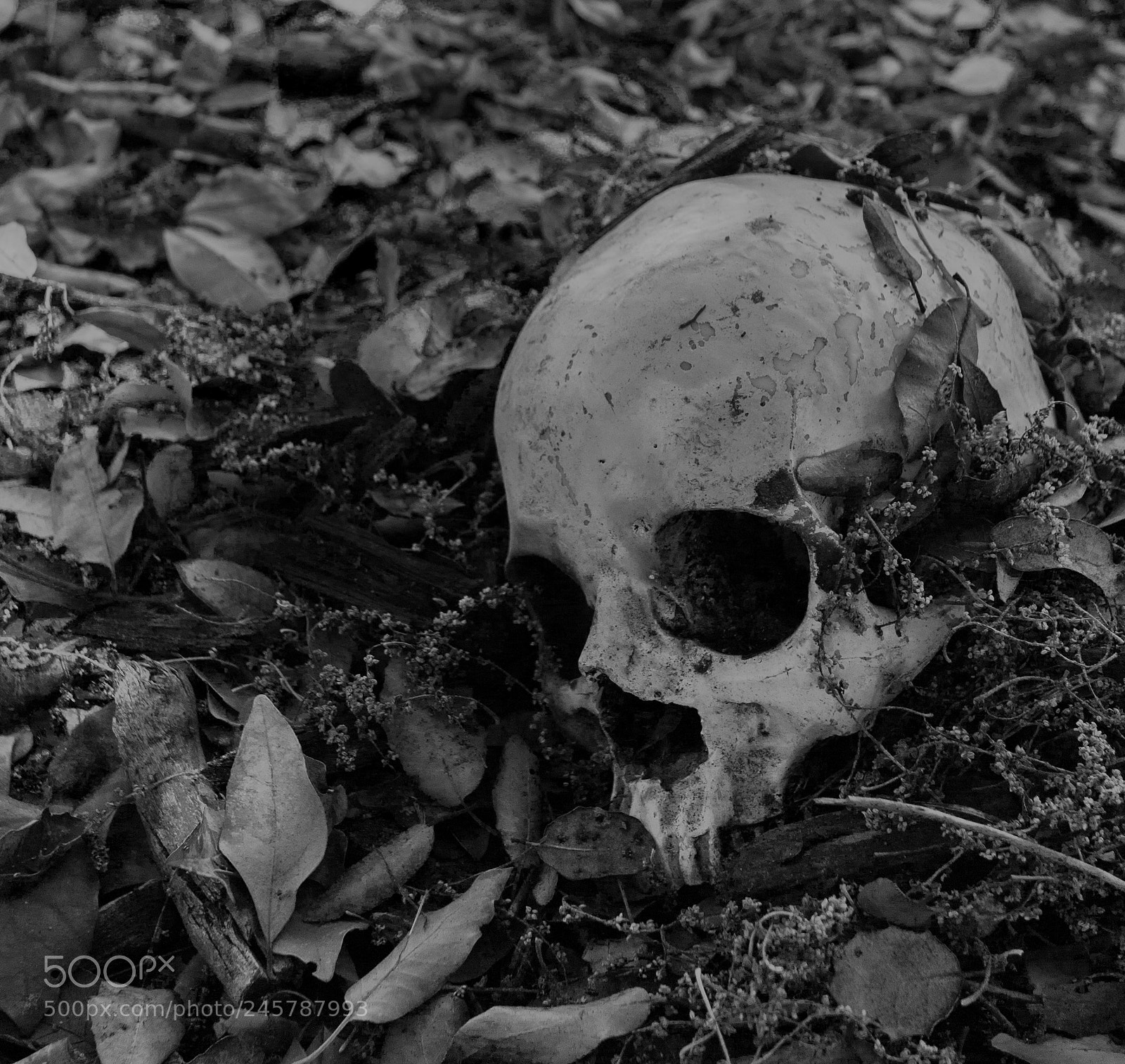 Canon EOS 600D (Rebel EOS T3i / EOS Kiss X5) sample photo. Buried skull photography
