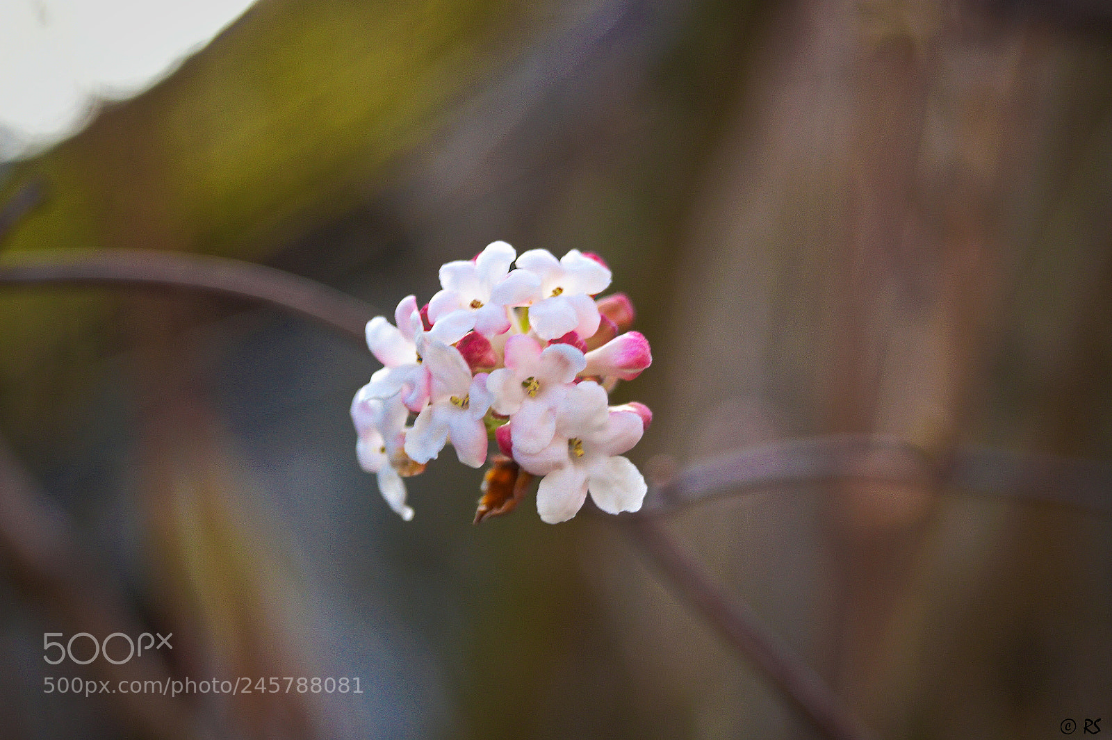Sony SLT-A58 sample photo. Springtime in winter 3 photography