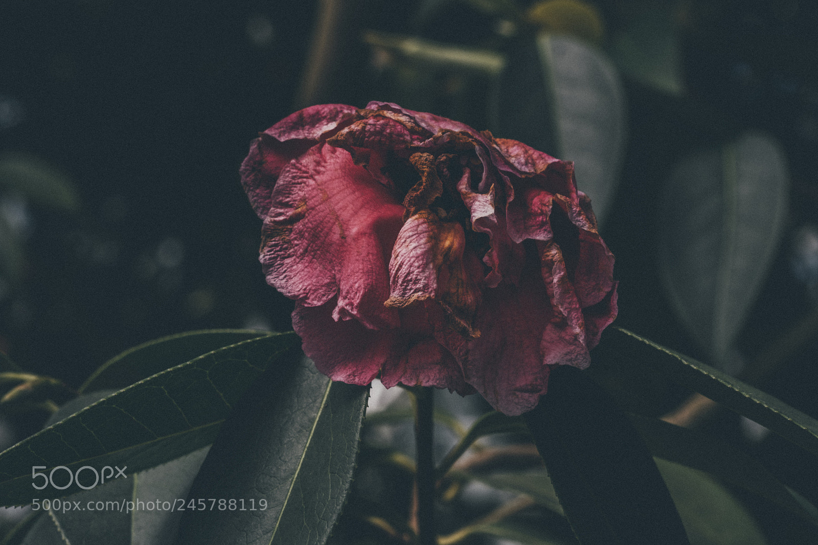 Fujifilm X-Pro2 sample photo. Untitled photography