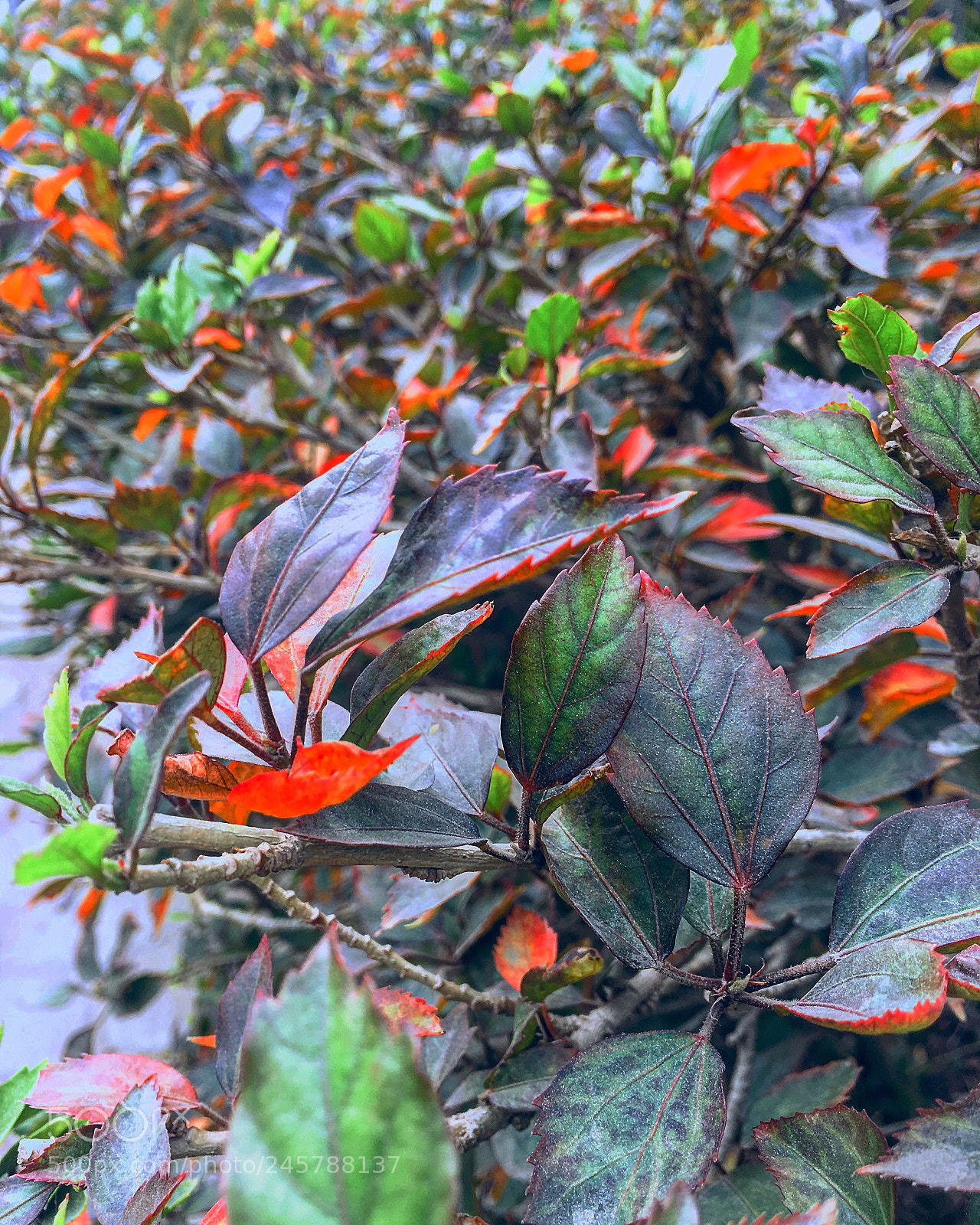 Apple iPhone 6s Plus sample photo. Untitled photography