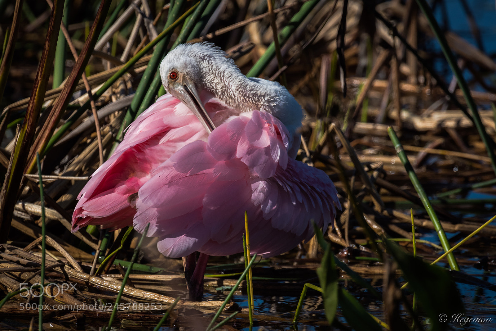Nikon D500 sample photo. Db photography