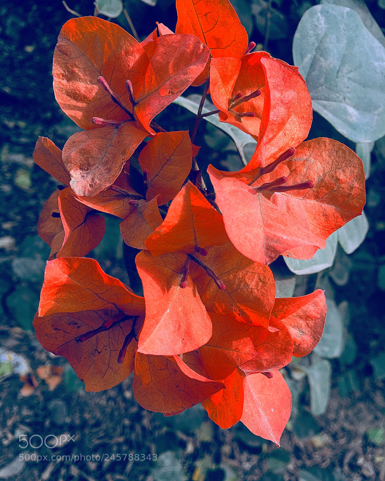 Apple iPhone 6s Plus sample photo. Untitled photography