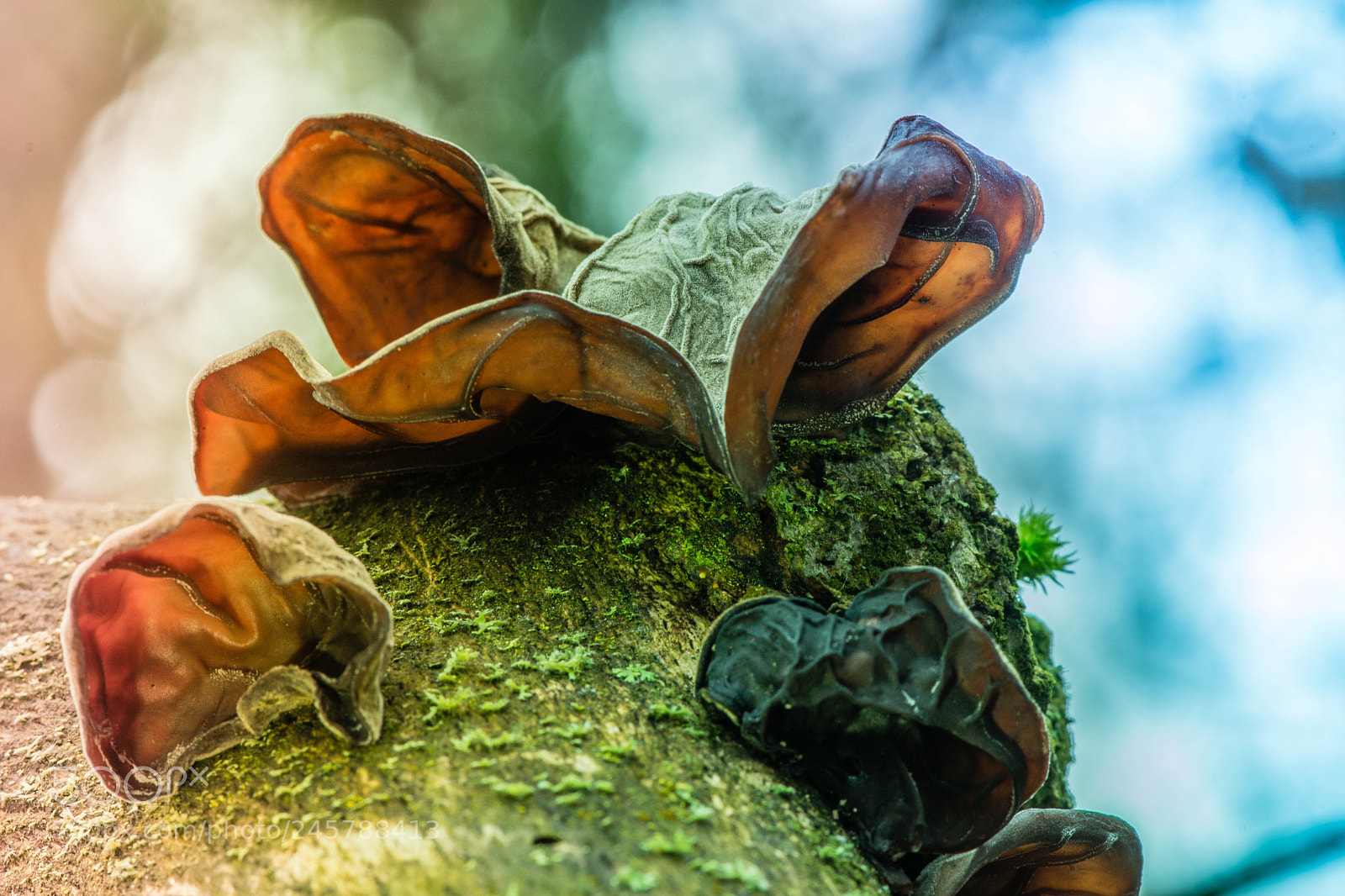 Nikon D7200 sample photo. Wood and tree fungi photography