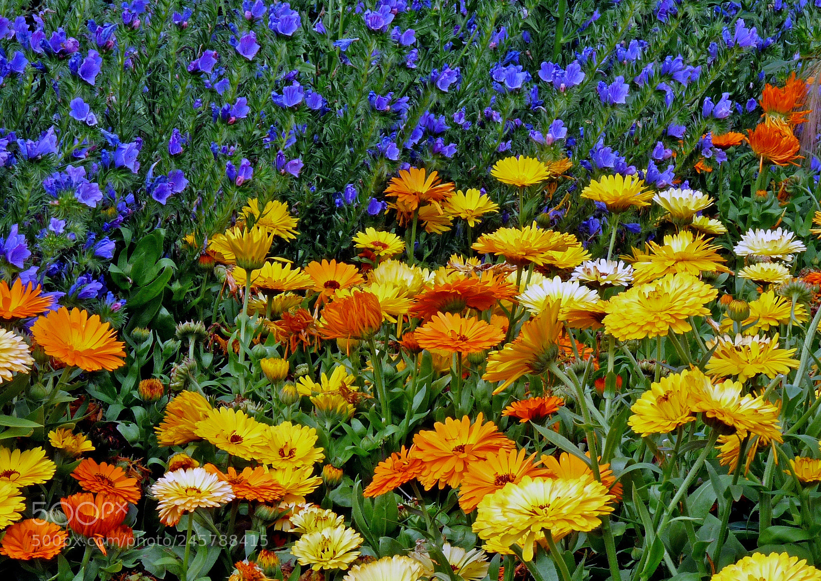 Panasonic Lumix DMC-FZ28 sample photo. National botanic gardens dublin photography