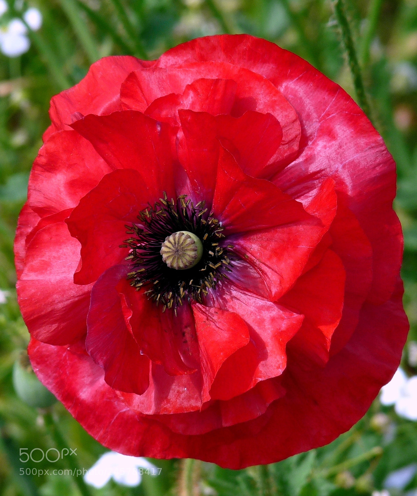 Panasonic Lumix DMC-FZ28 sample photo. National botanic gardens dublin photography