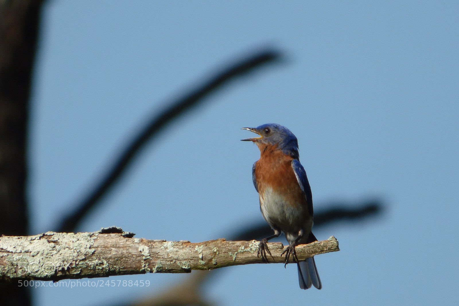 Panasonic DMC-FZ72 sample photo. Bird singing from a photography
