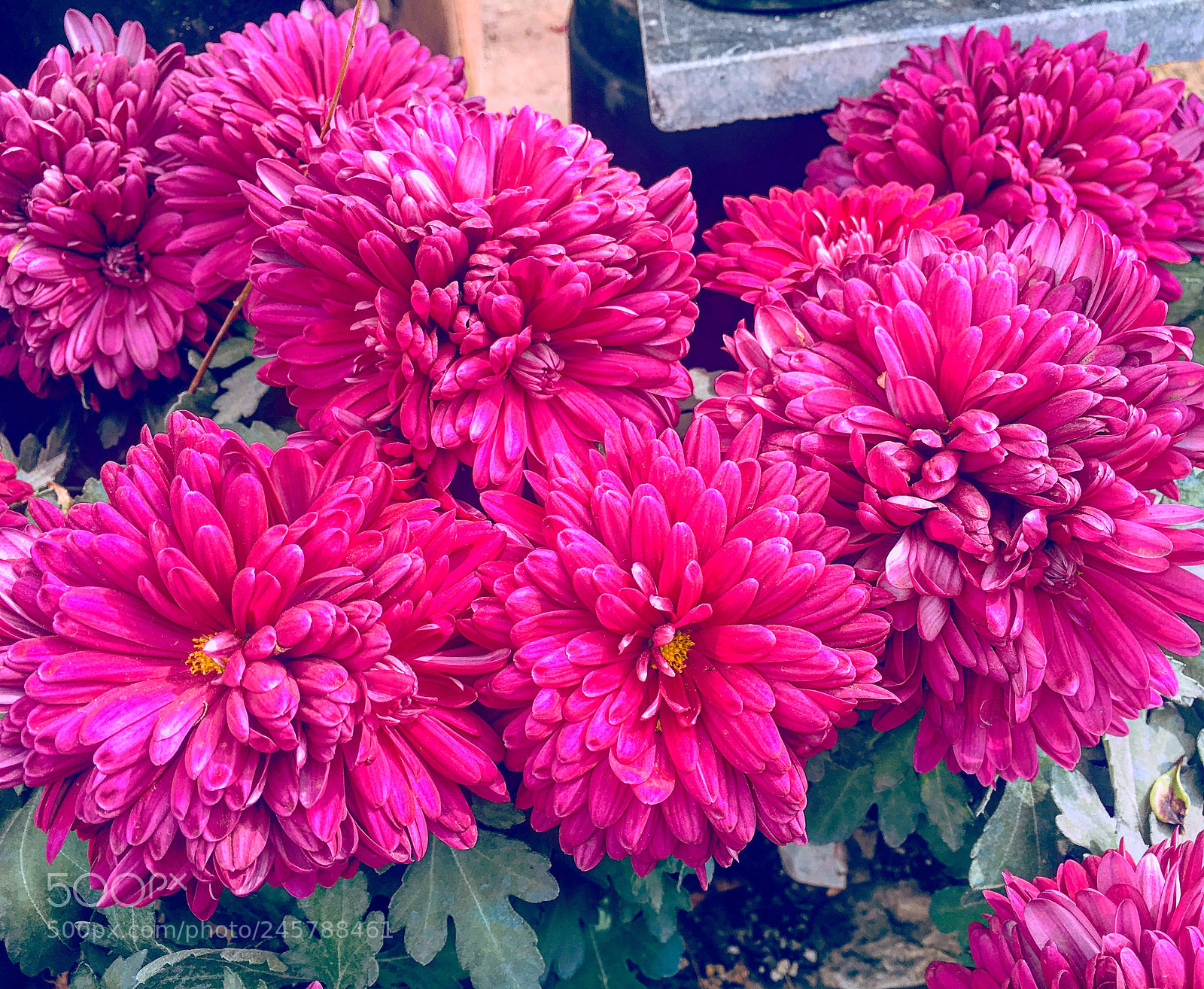 Apple iPhone 6s Plus sample photo. Untitled photography