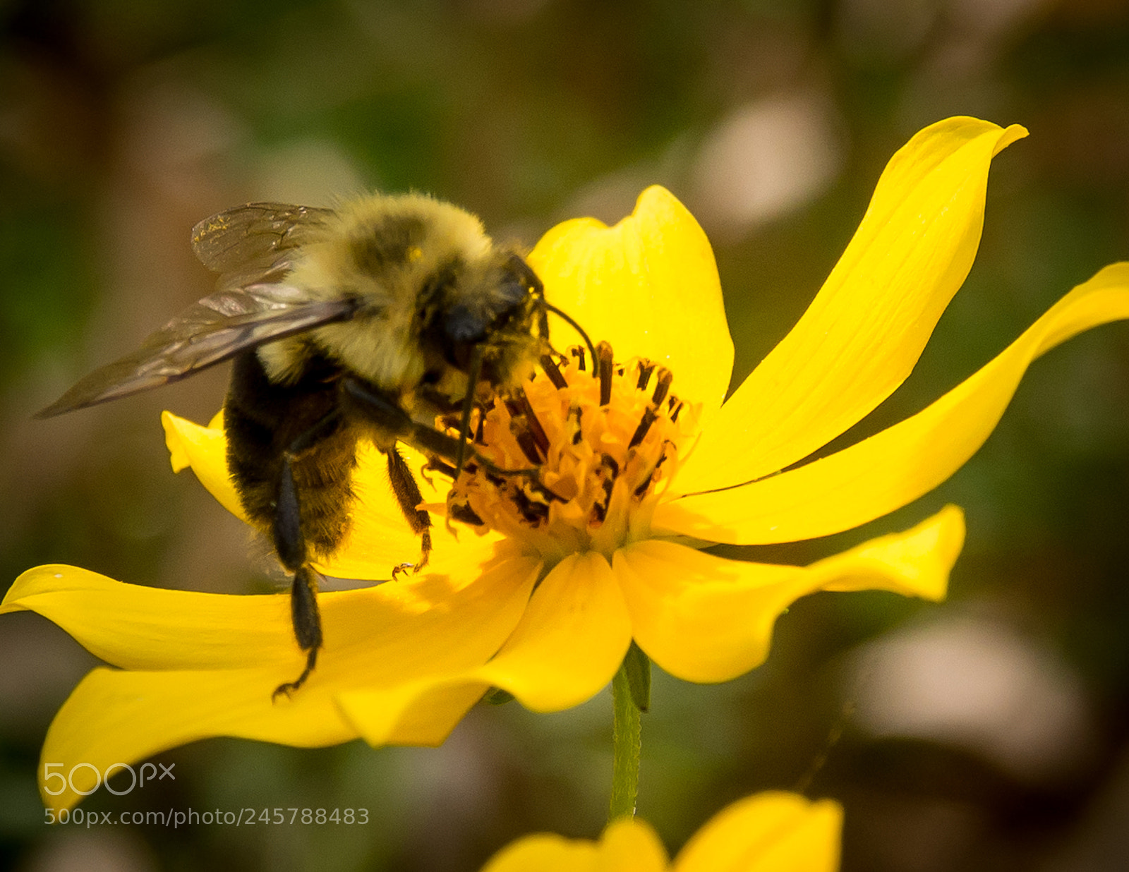Olympus OM-D E-M5 sample photo. Nectar collector 2 photography
