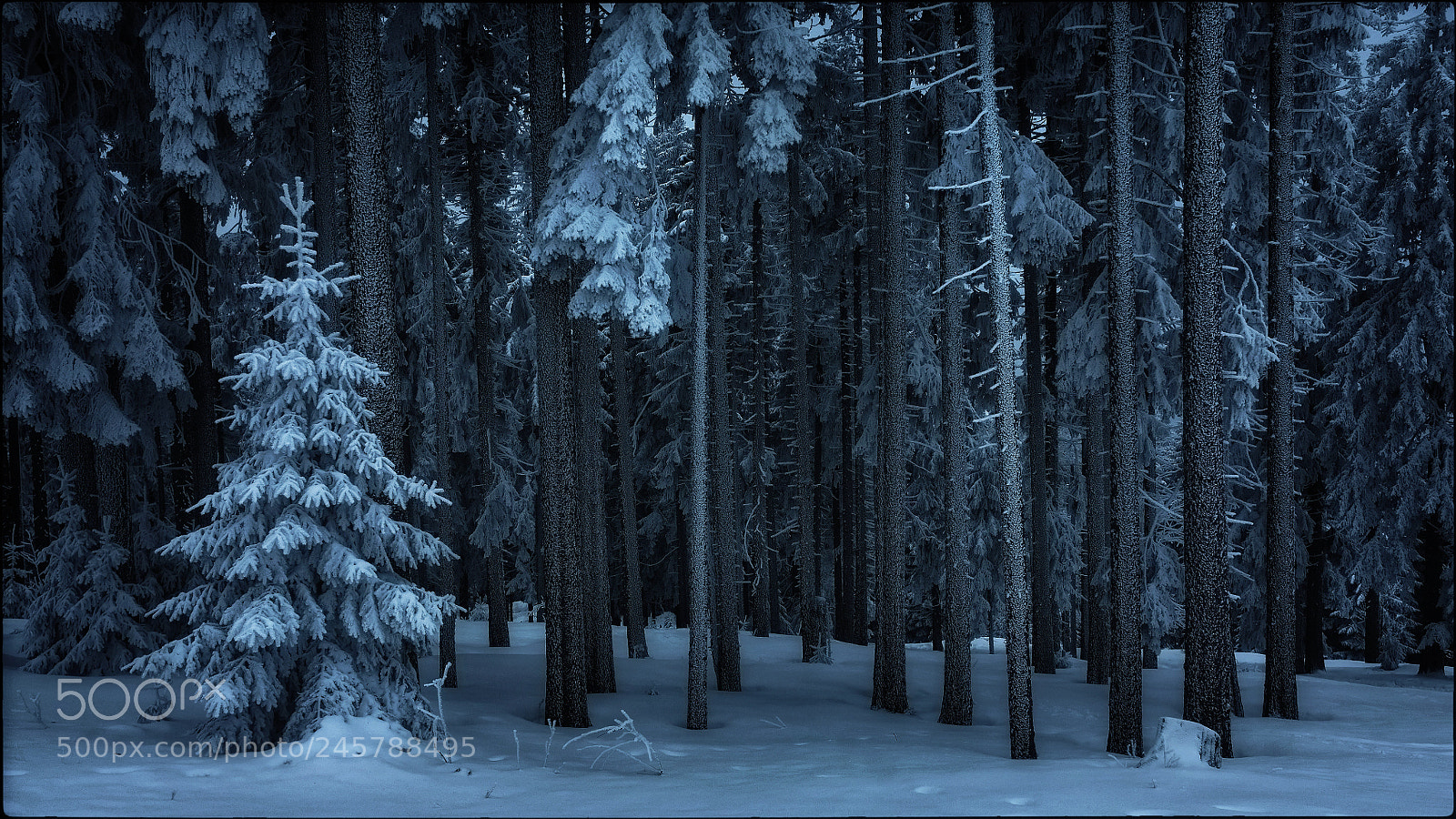 Fujifilm FinePix X100 sample photo. Frozen forest photography