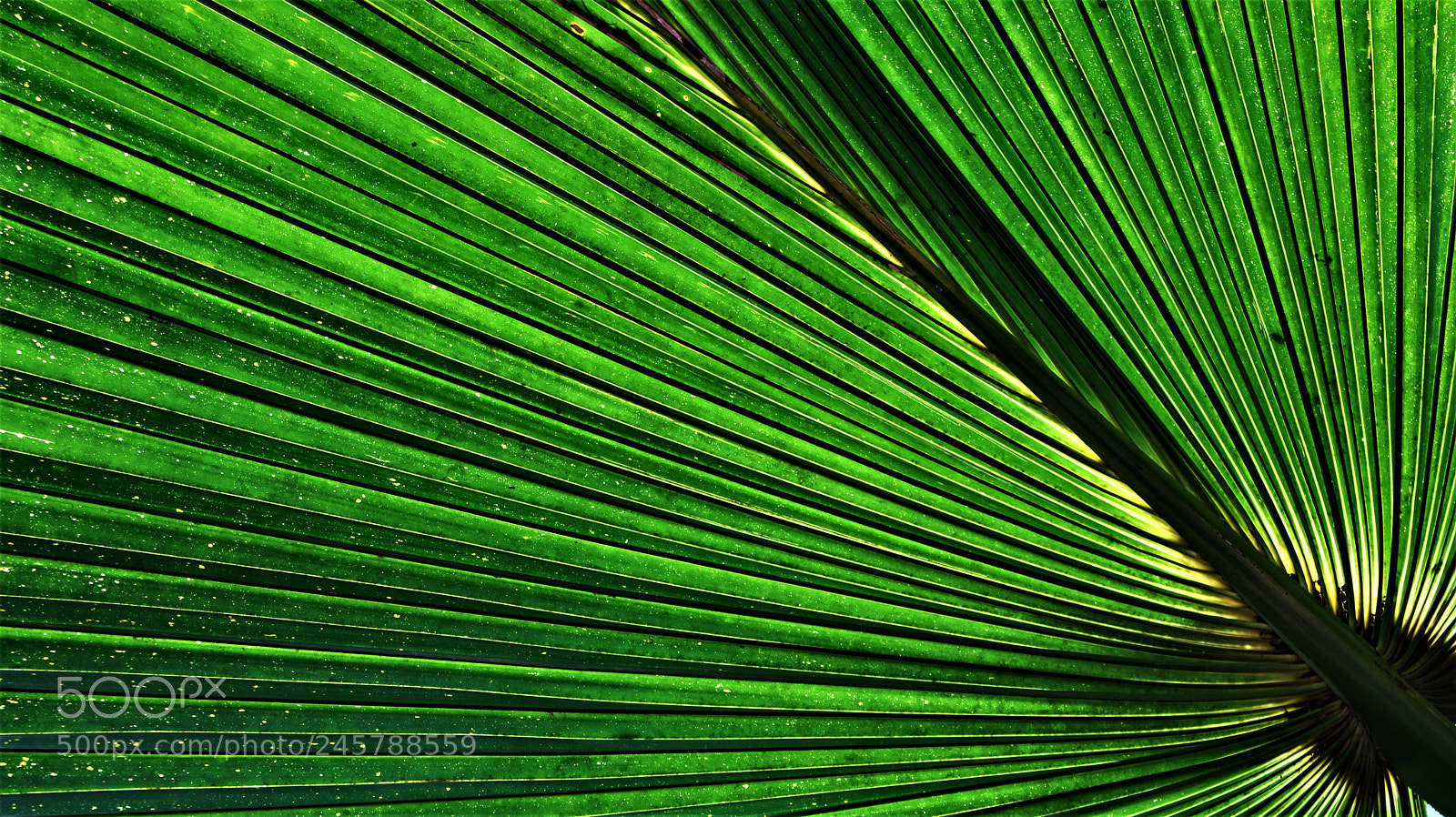 Canon EOS 750D (EOS Rebel T6i / EOS Kiss X8i) sample photo. Palm leaf photography