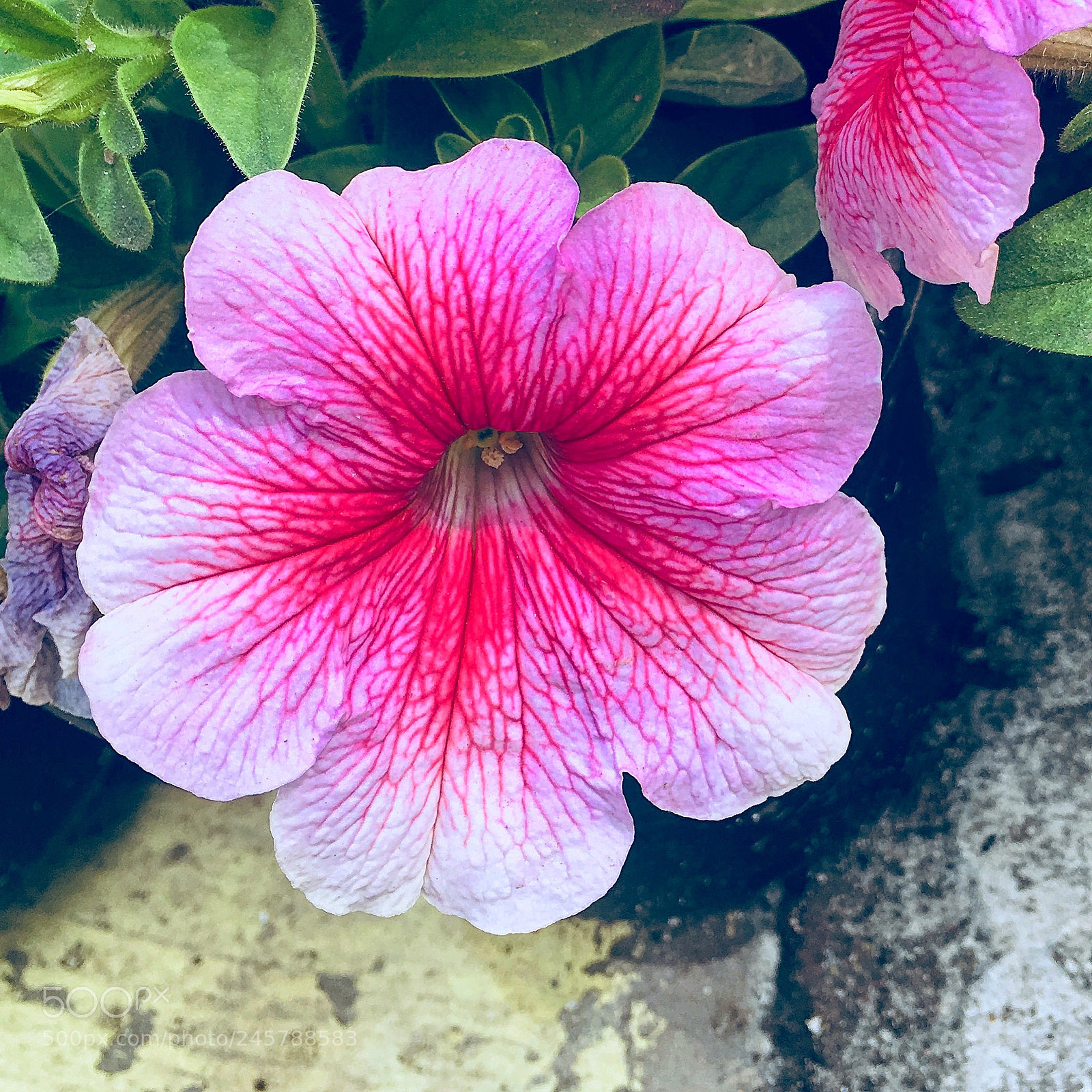 Apple iPhone 6s Plus sample photo. Untitled photography