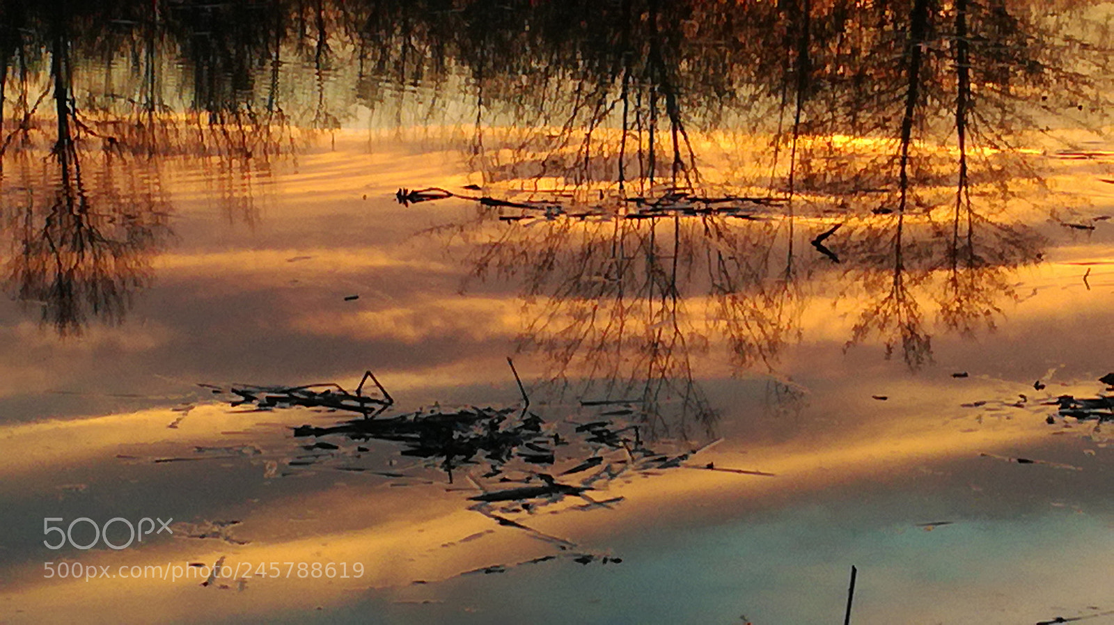 HUAWEI P9 LITE sample photo. Swamp photography