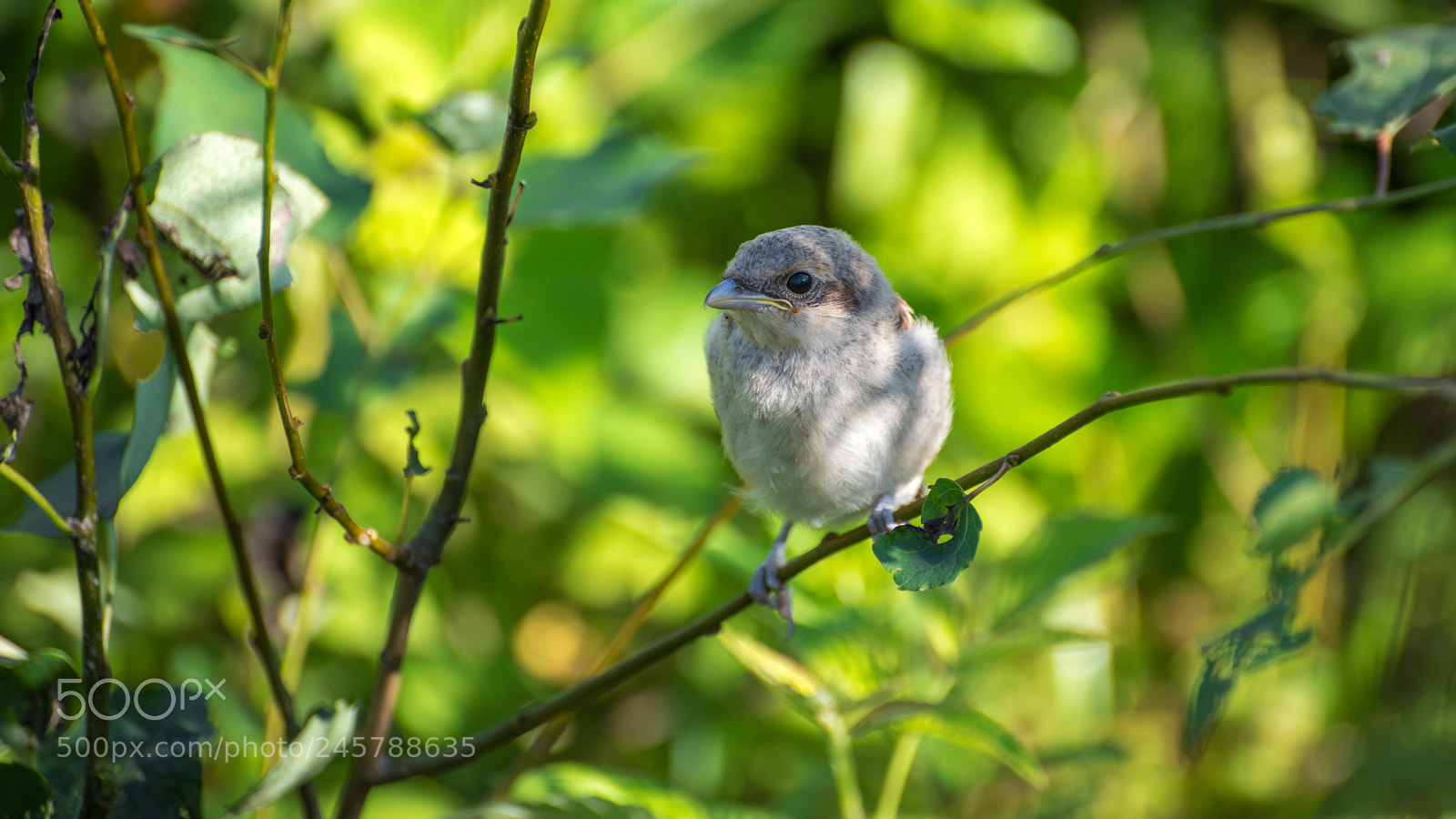 Nikon D810 sample photo. Young red-backed shrike. photography