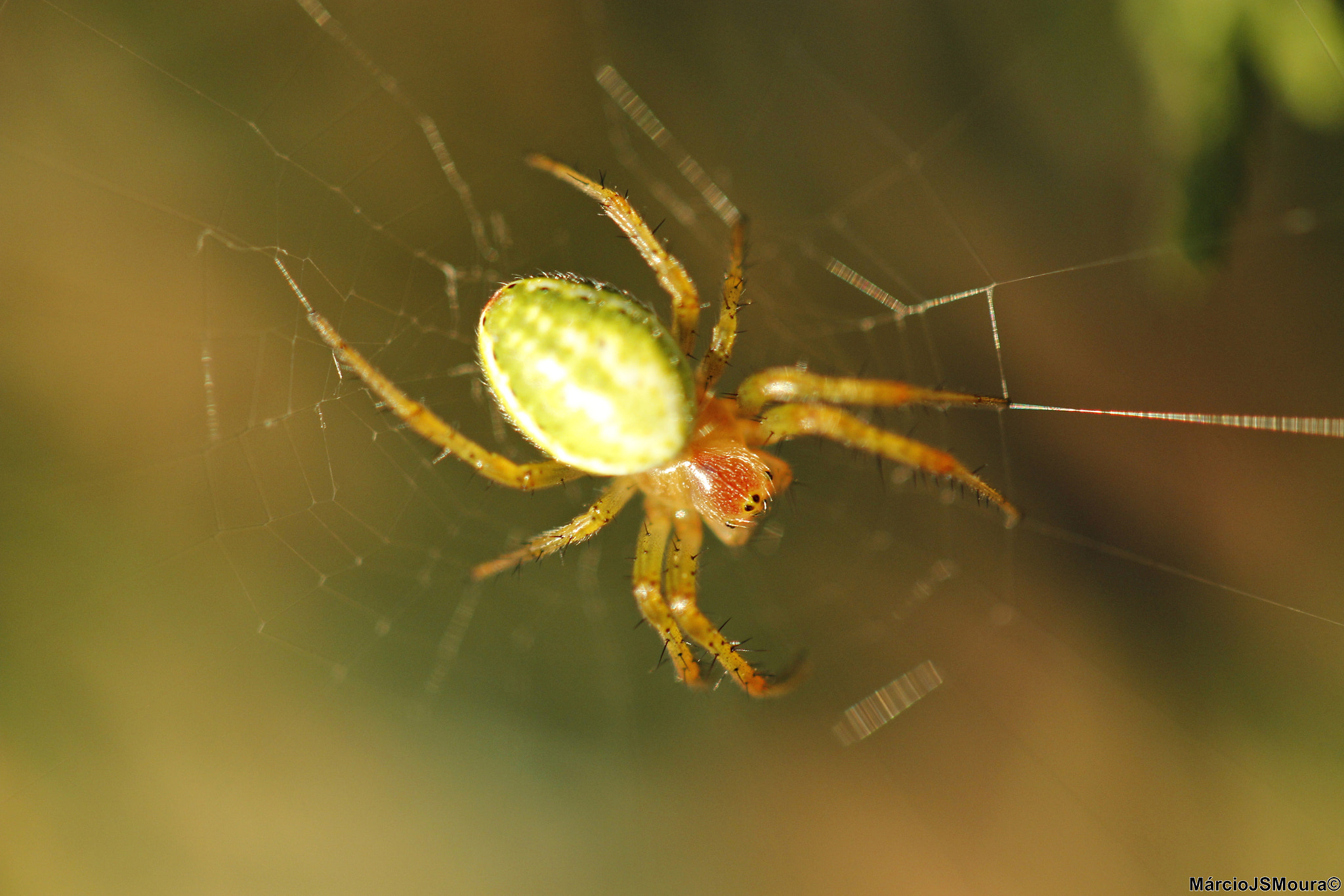 Canon EOS 600D (Rebel EOS T3i / EOS Kiss X5) + Sigma 24-105mm f/4 DG OS HSM | A sample photo. Aranha (spider) photography