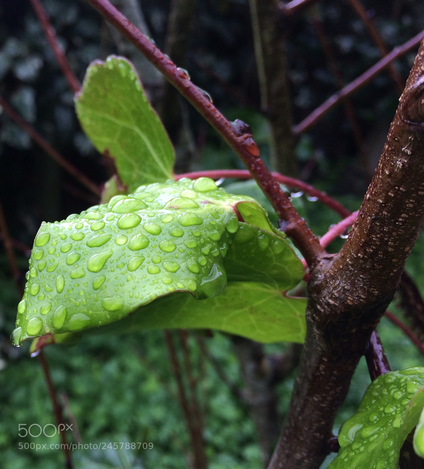 Apple iPhone 5s sample photo. Untitled photography