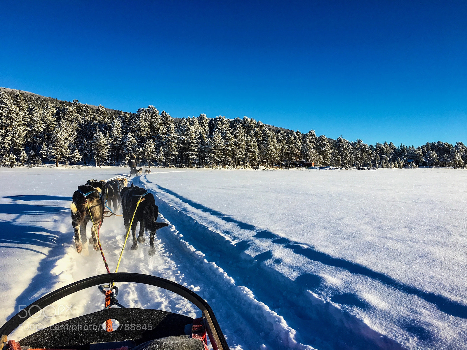 Apple iPhone 6s sample photo. Dog sledding. fagerlund husky photography