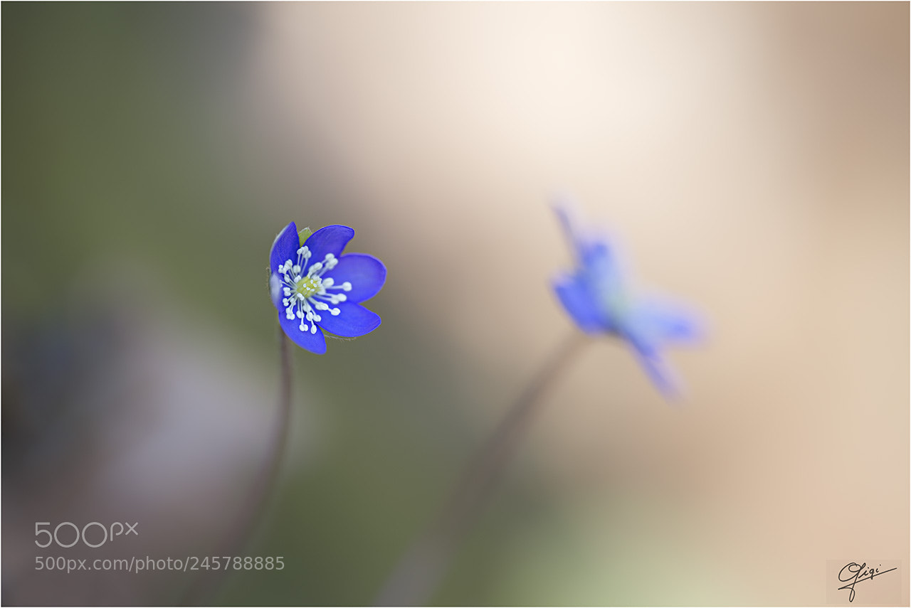 Nikon D610 sample photo. Hepatica nobilis photography