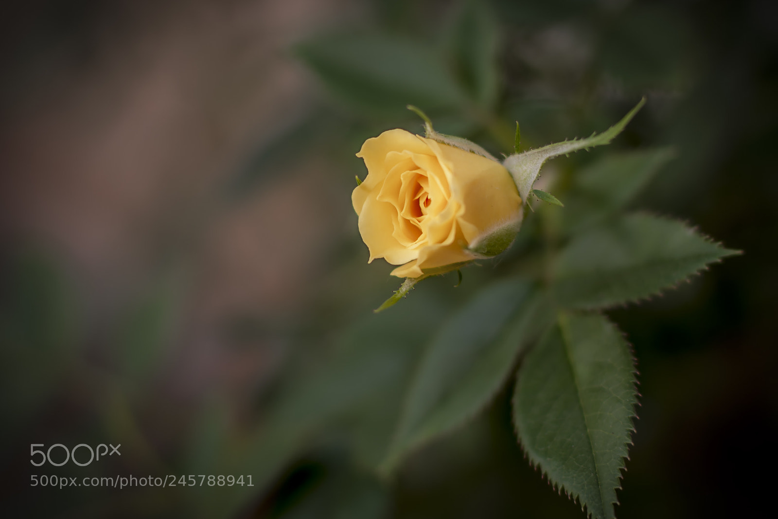 Nikon D7100 sample photo. The birth photography