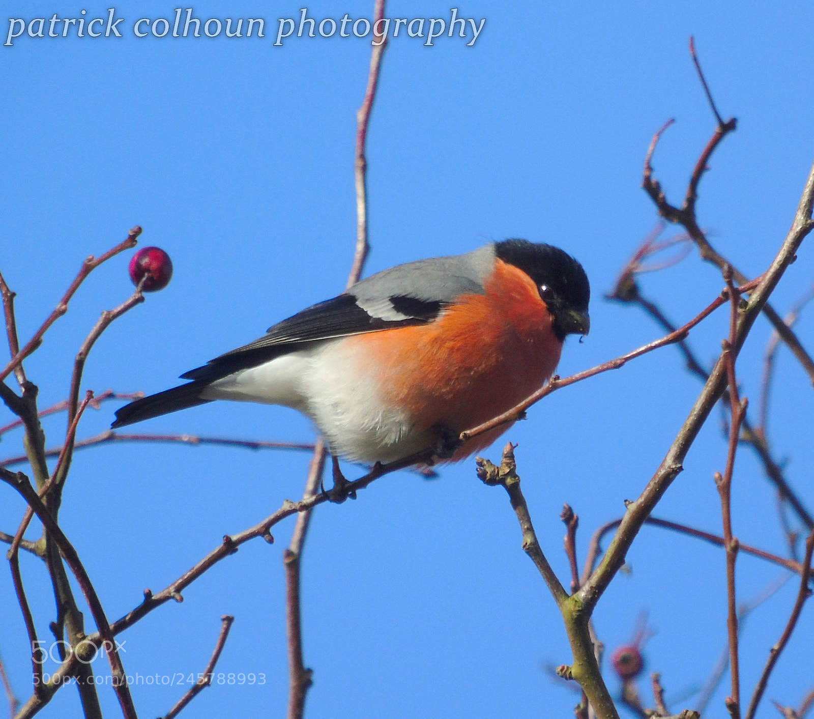 Sony Cyber-shot DSC-H400 sample photo. Bullfinch photography