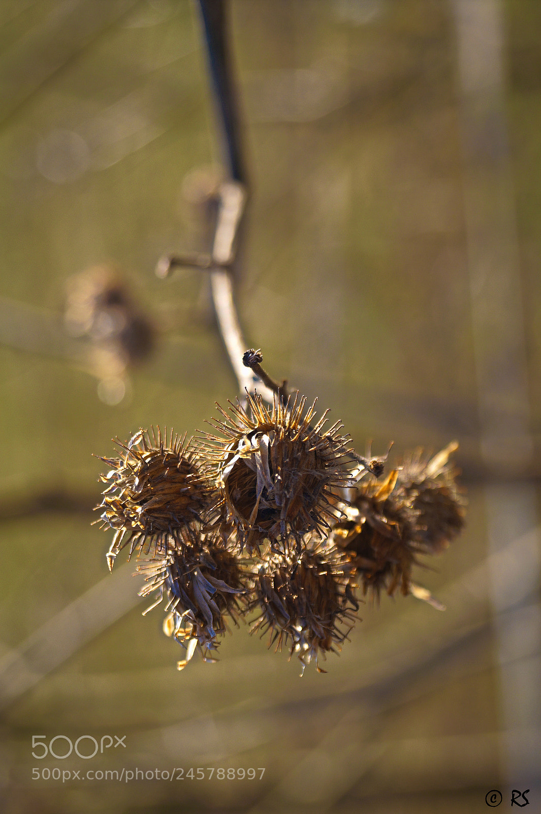 Sony SLT-A58 sample photo. Faded 2 photography