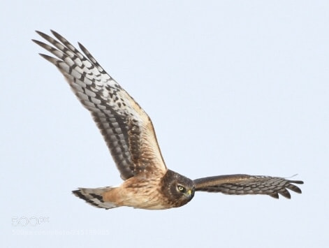 Nikon D500 sample photo. Soaring photography