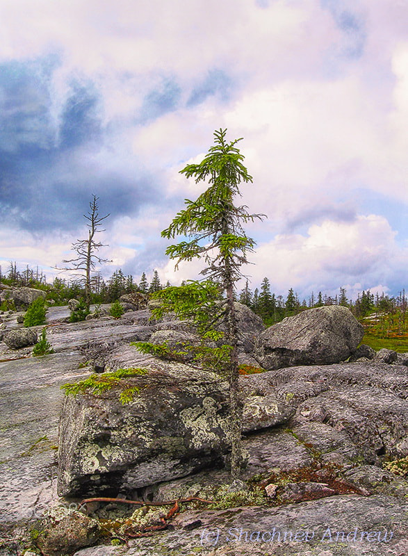 Canon PowerShot A590 IS sample photo. North. spruce on stones. photography