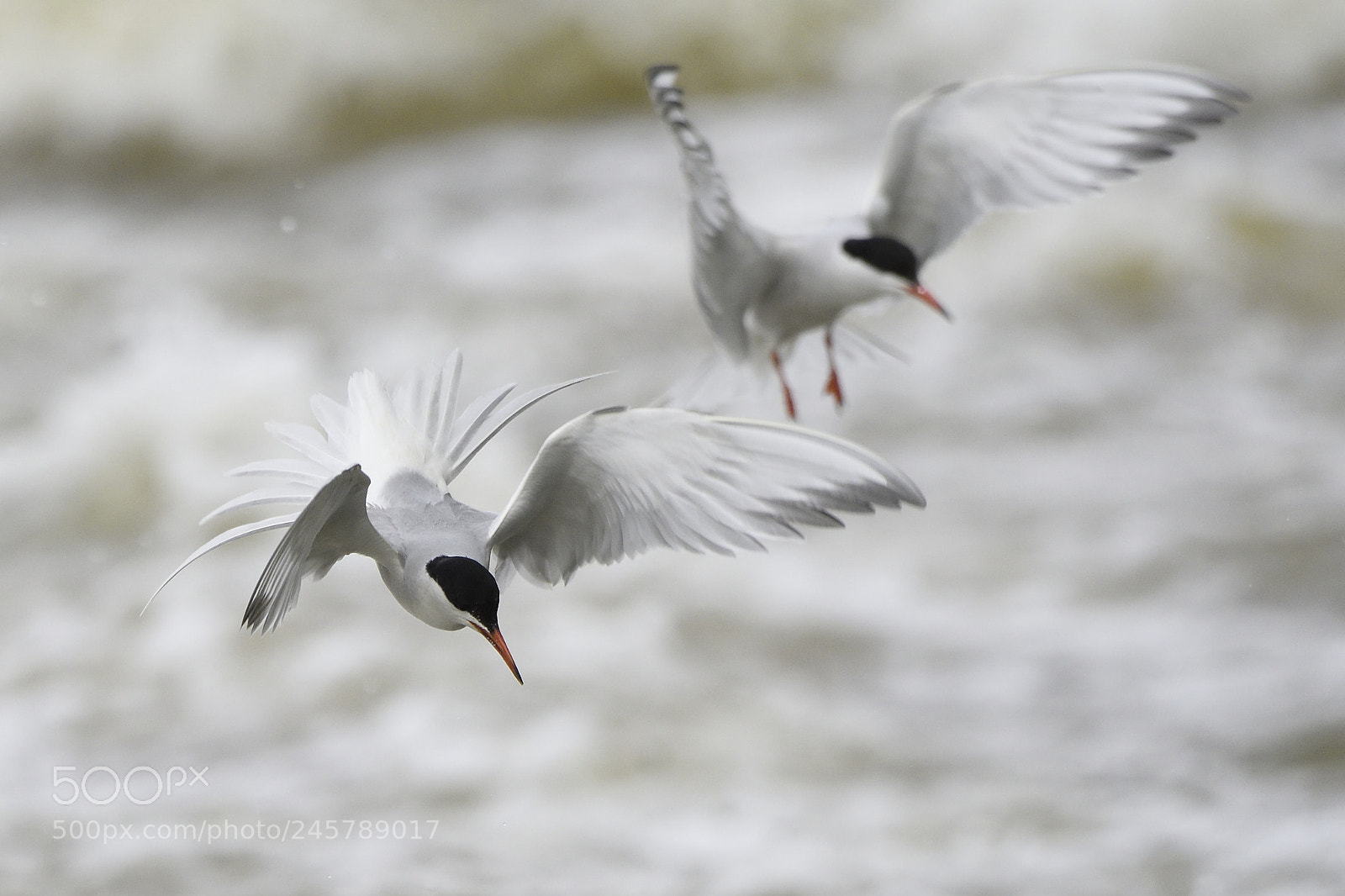Nikon AF-S Nikkor 200-500mm F5.6E ED VR sample photo. Common tern photography