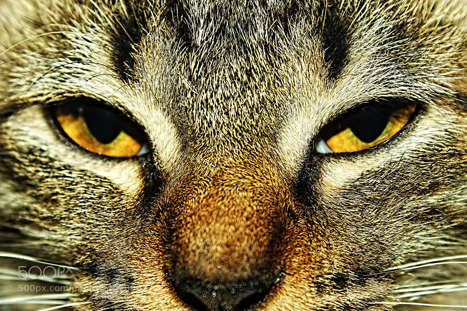 Canon EOS 600D (Rebel EOS T3i / EOS Kiss X5) sample photo. Angry cat photography