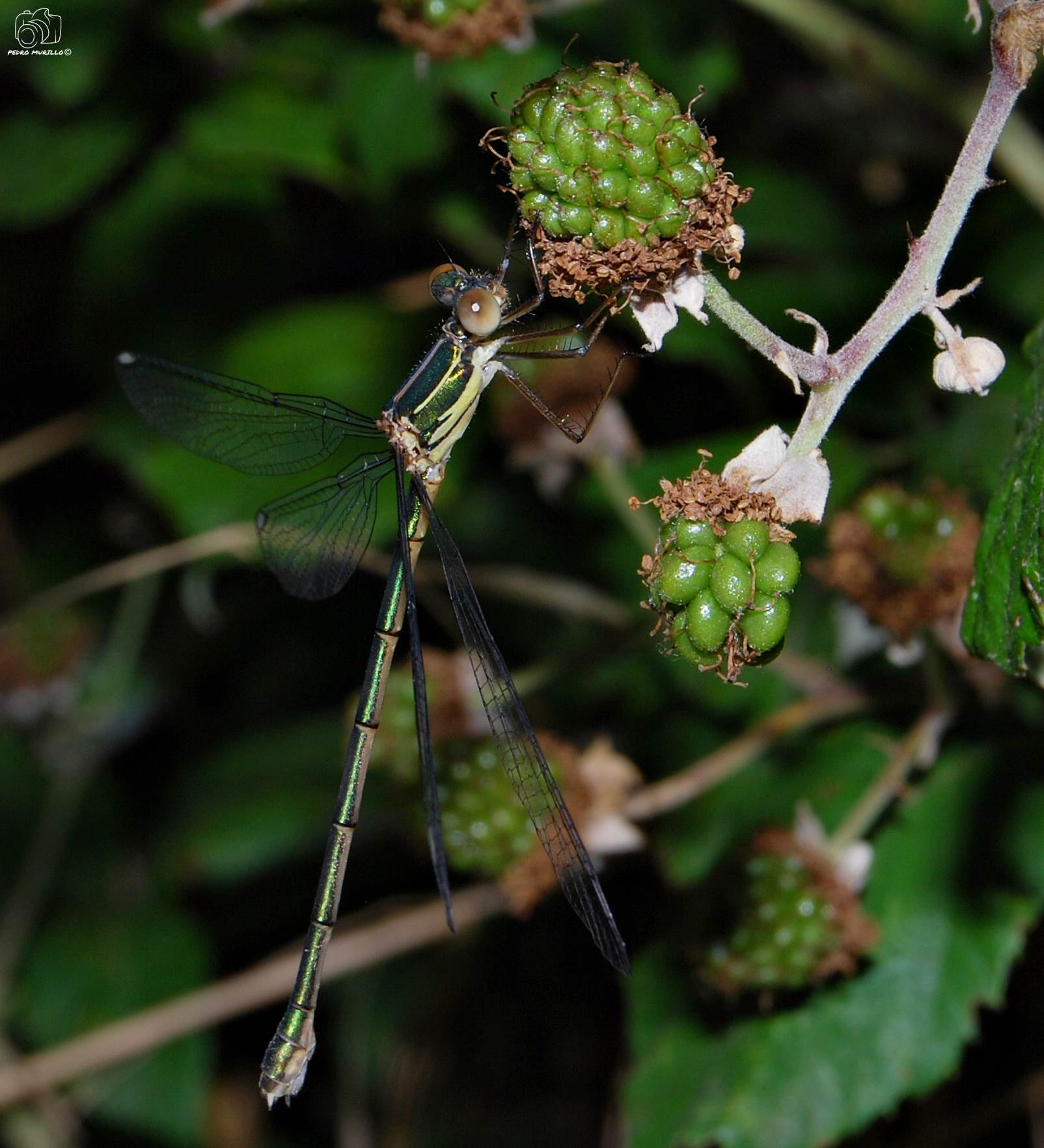 Nikon D60 sample photo