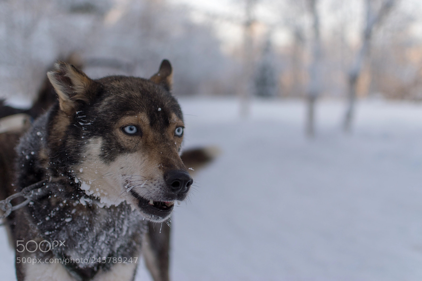 Nikon D5500 sample photo. Sledding dog photography
